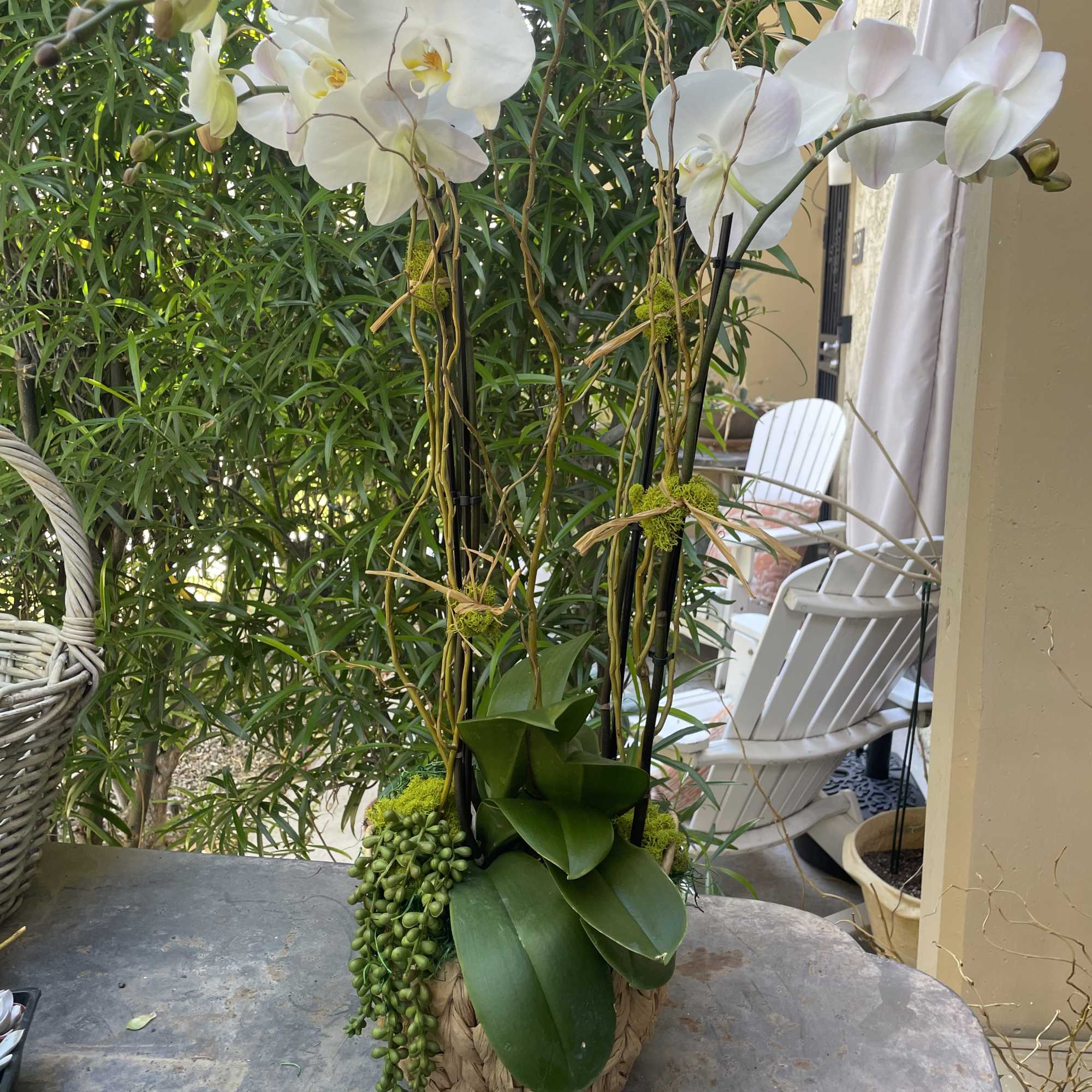 Two gorgeous long lasting phalenopsis plants paired with an artificial succulent for