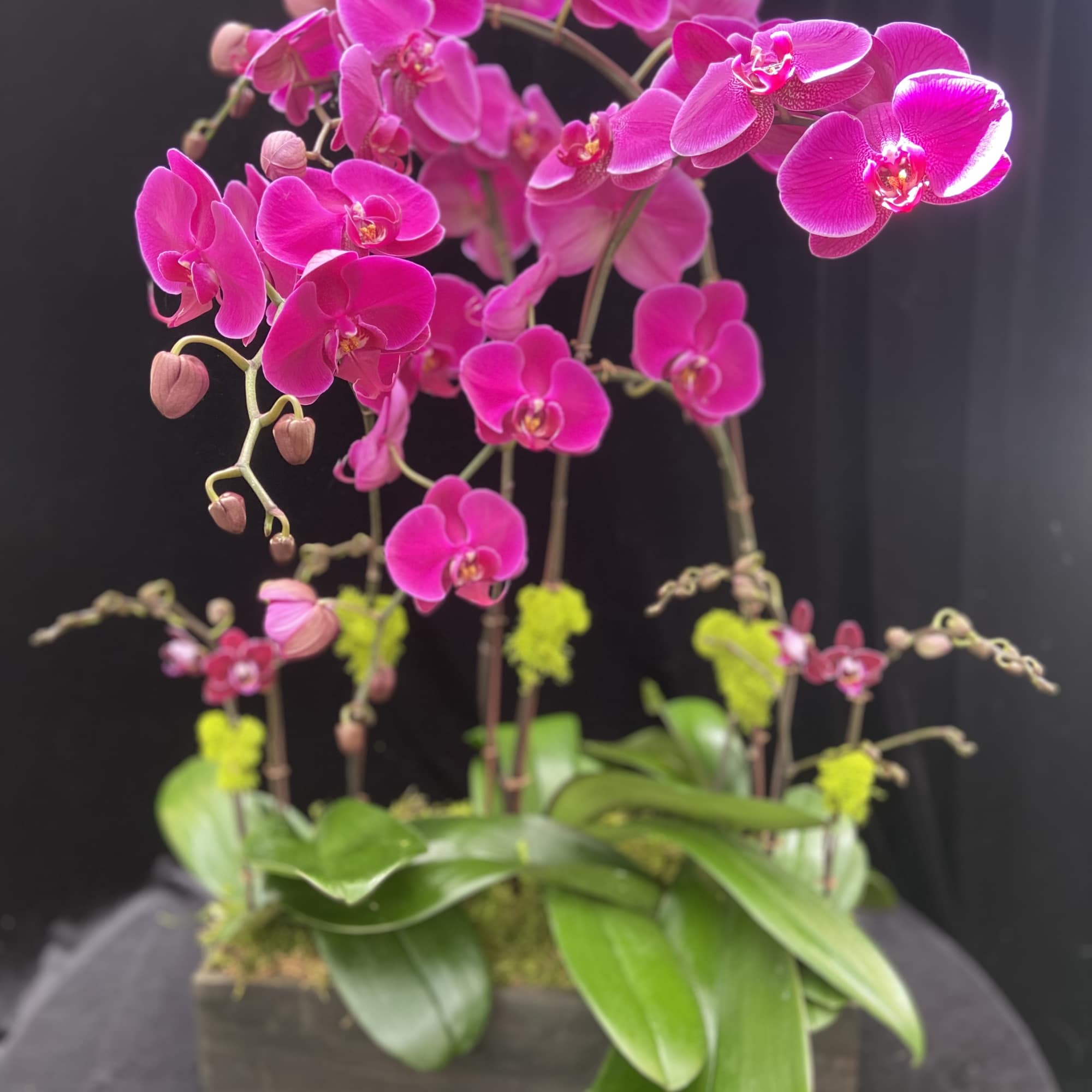 Four standard purple with mini novelty in wooden rectangular pot. 