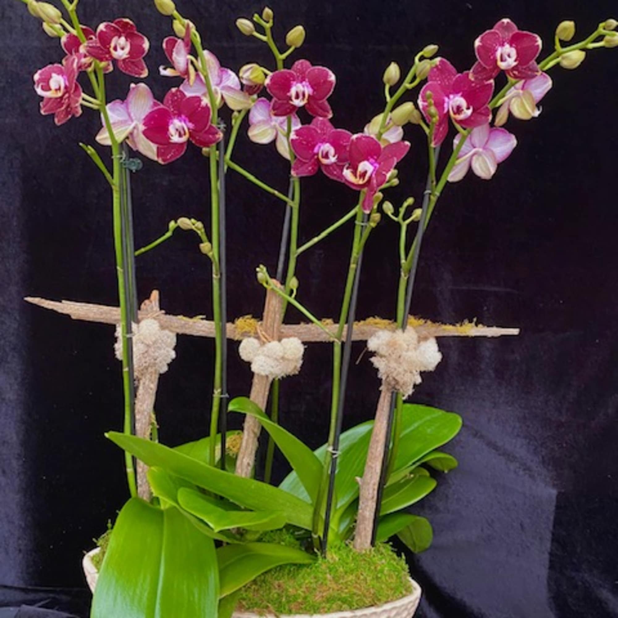 Orchid arrangement 