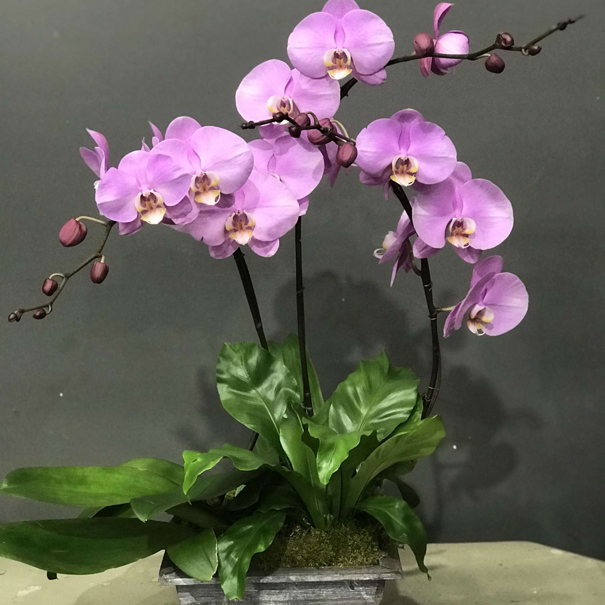Phalaenopsis Orchid arrangement in a wood pot 