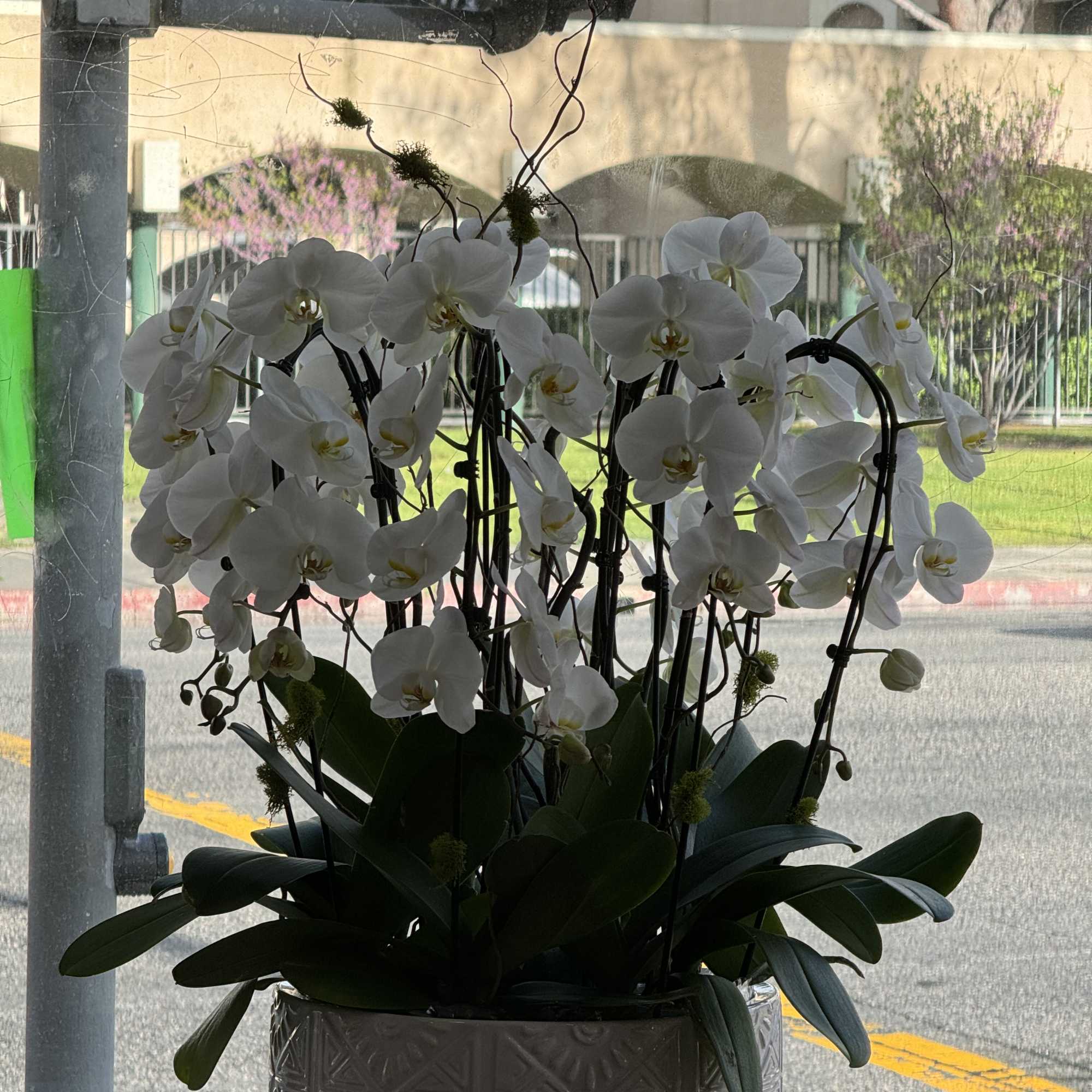 8 white cascade orchs 