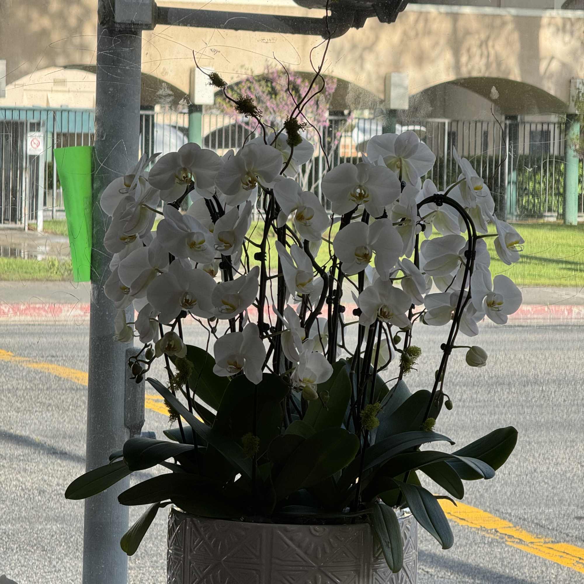 8 white cascade orchs 