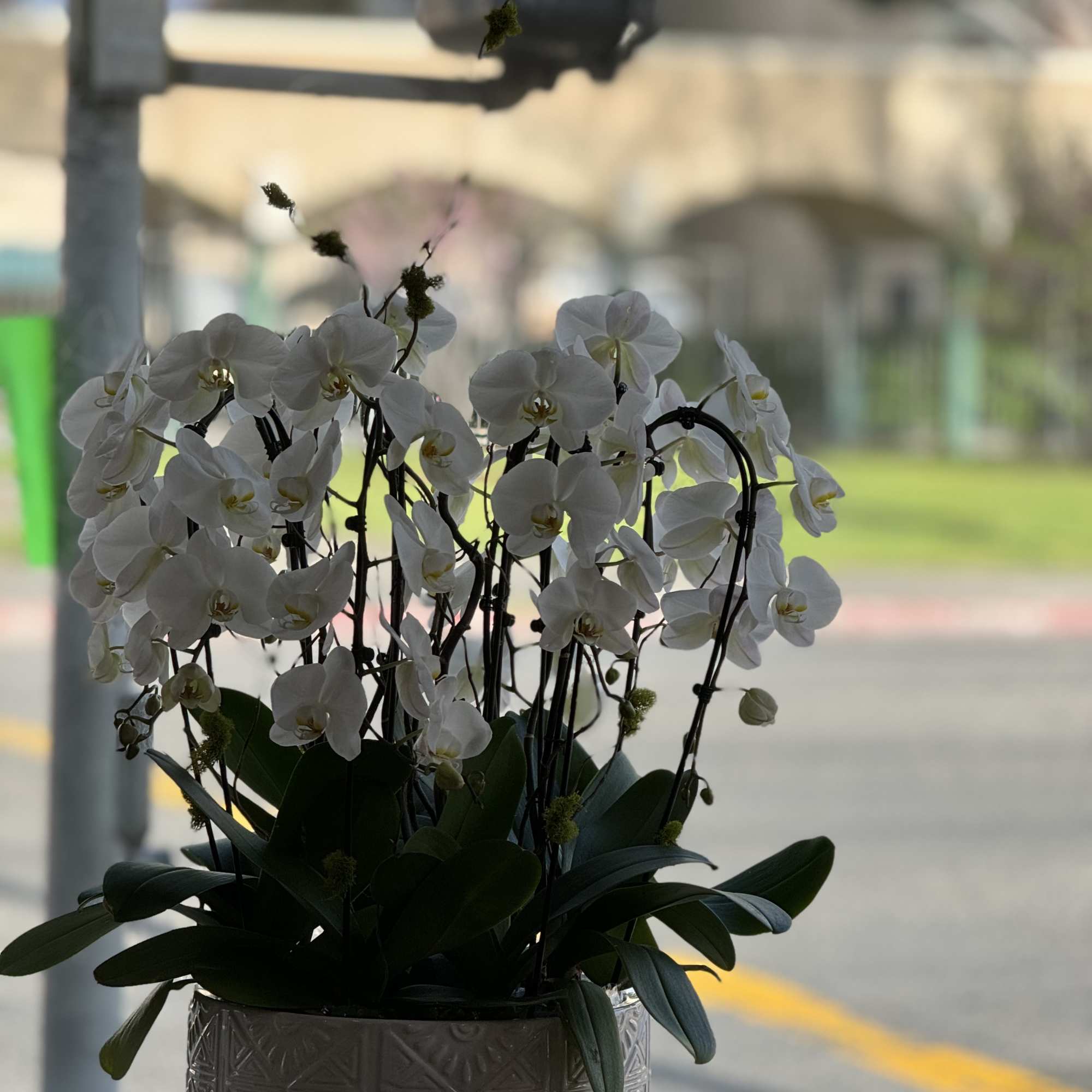 8 white cascade orchs 