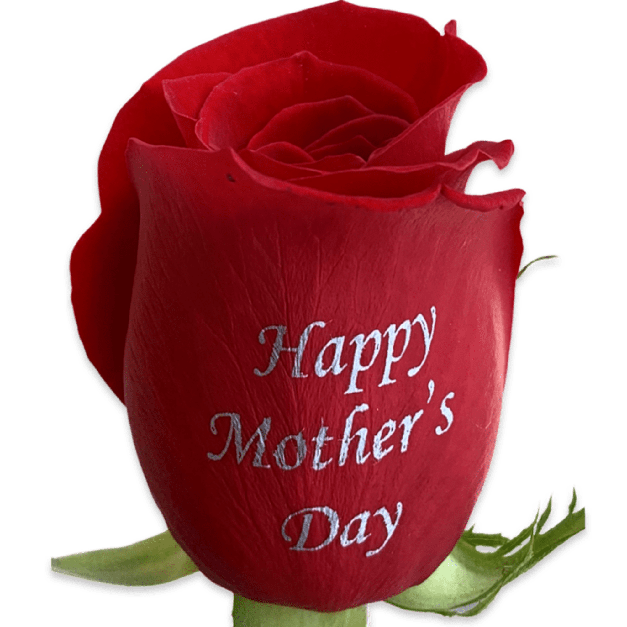 12 Roses Arranged in a Vase with greens, filler, and bow.
(6 Red