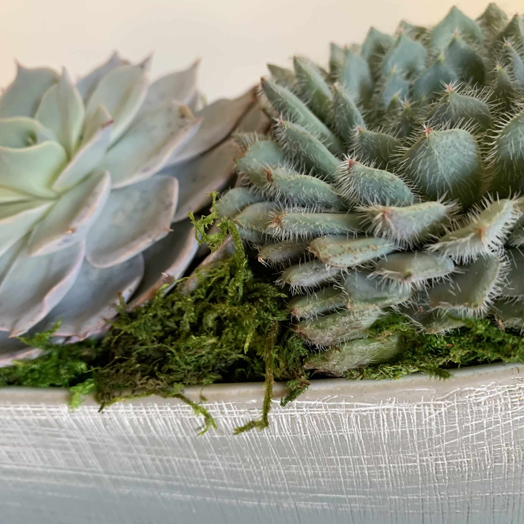 3 unique succulents resting in a ceramic elongated pot.  A great