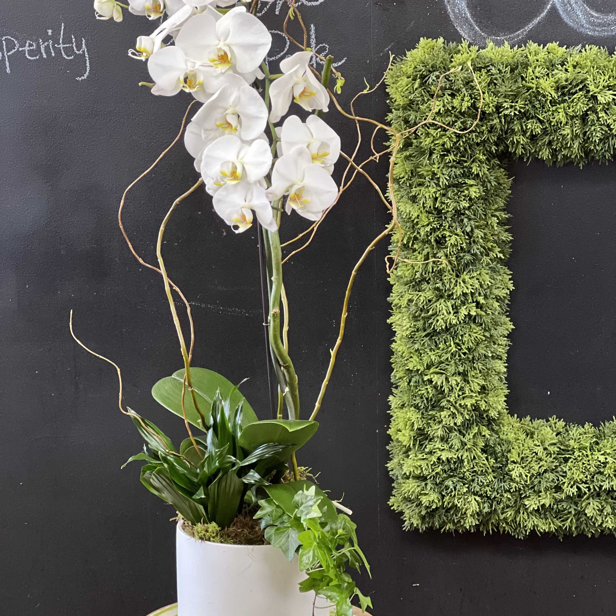 Mixture of a Phalaenopsis orchid with indoor plants. They last forever when