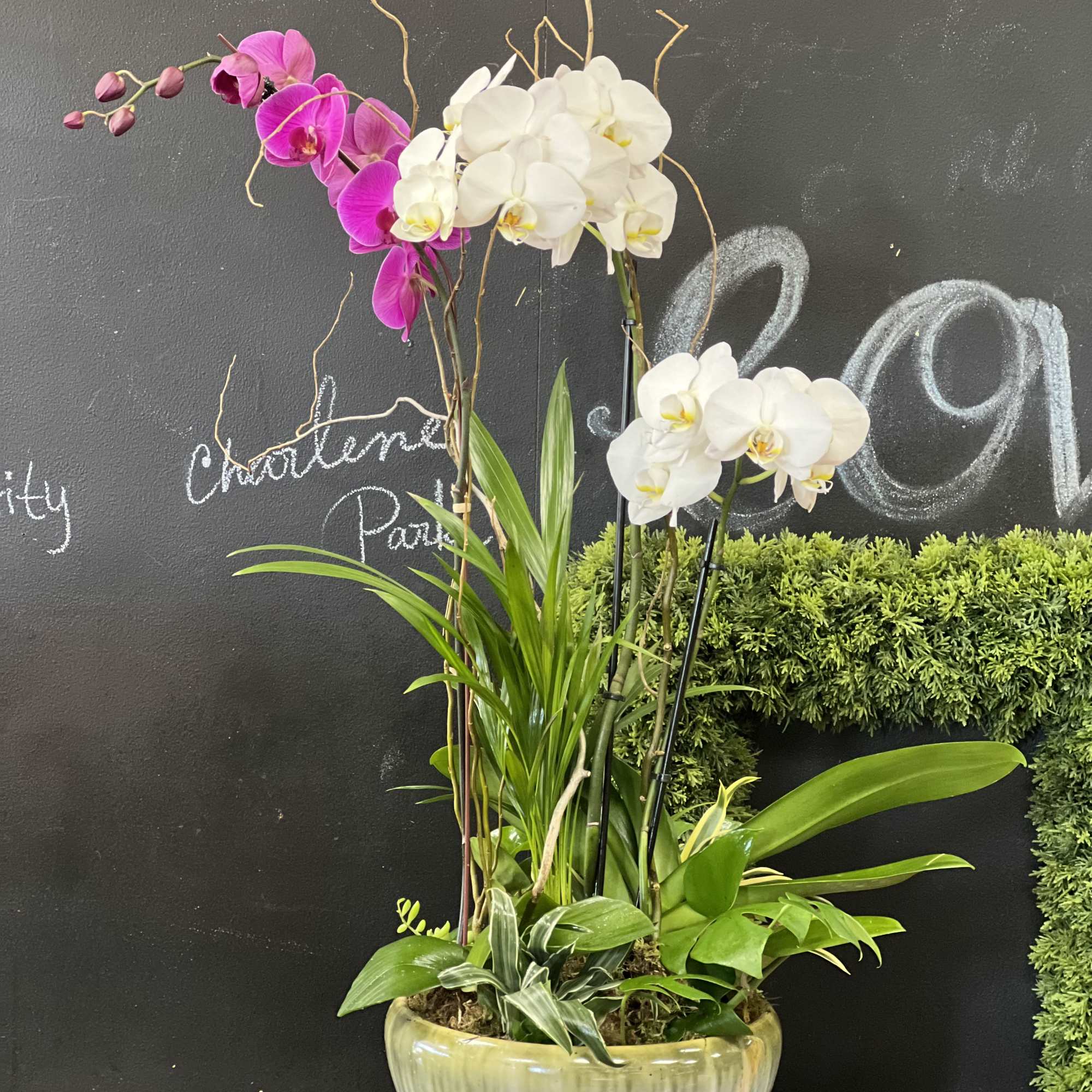 Mixture of a Phalaenopsis orchid with indoor plants. They last forever when