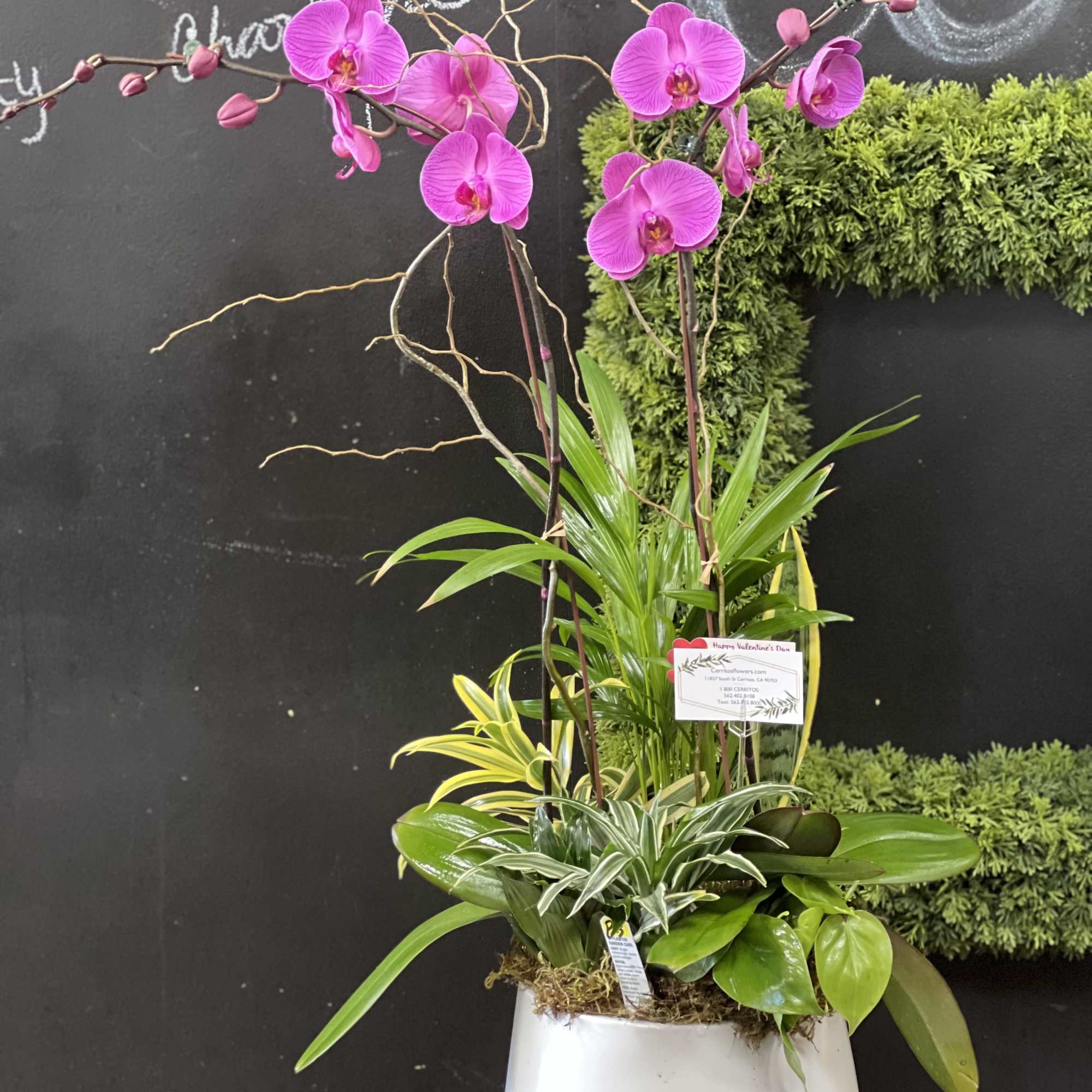 Mixture of a Phalaenopsis orchid with indoor plants. They last forever when