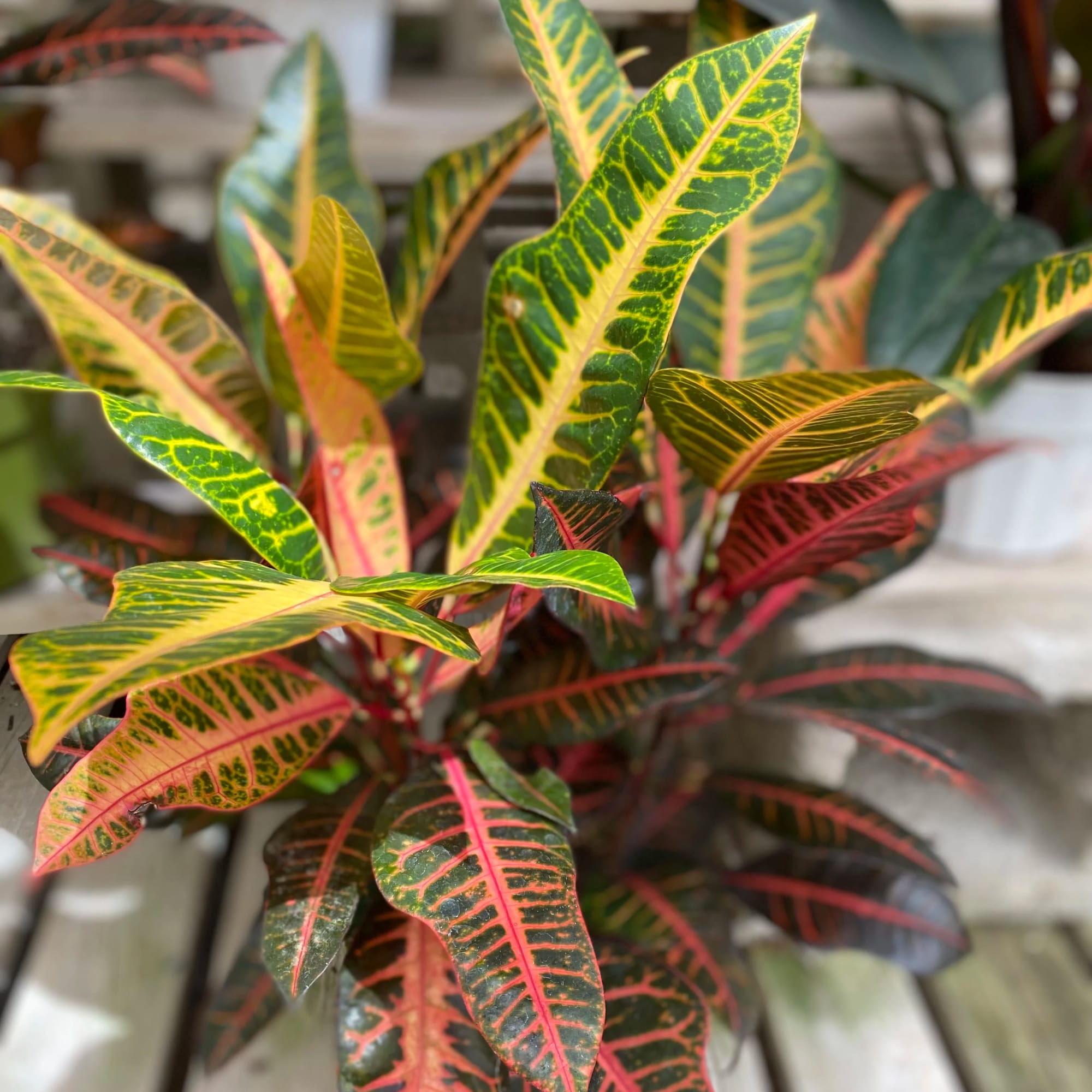 Nervia is a new variety sporting pointed foliage with colors of deep Nervia is a new variety sporting pointed foliage with colors of deep