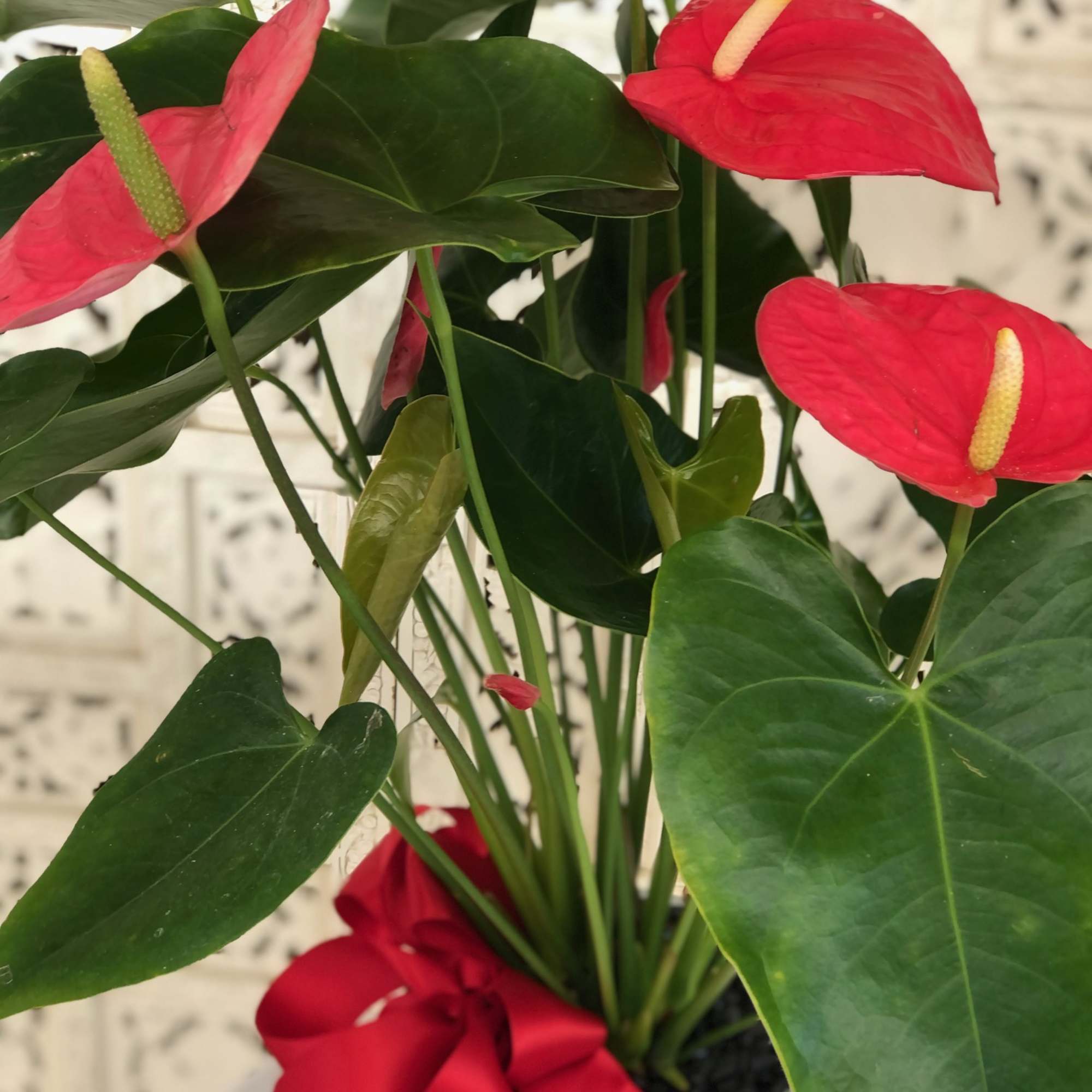 Beautiful Red Anthurium in Modern/ Organic White pot with black rocks and