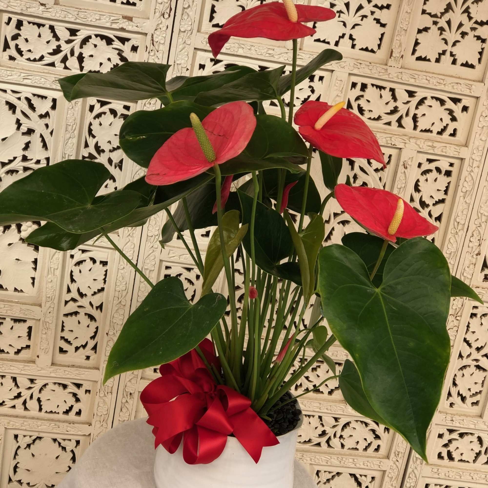 Beautiful Red Anthurium in Modern/ Organic White pot with black rocks and