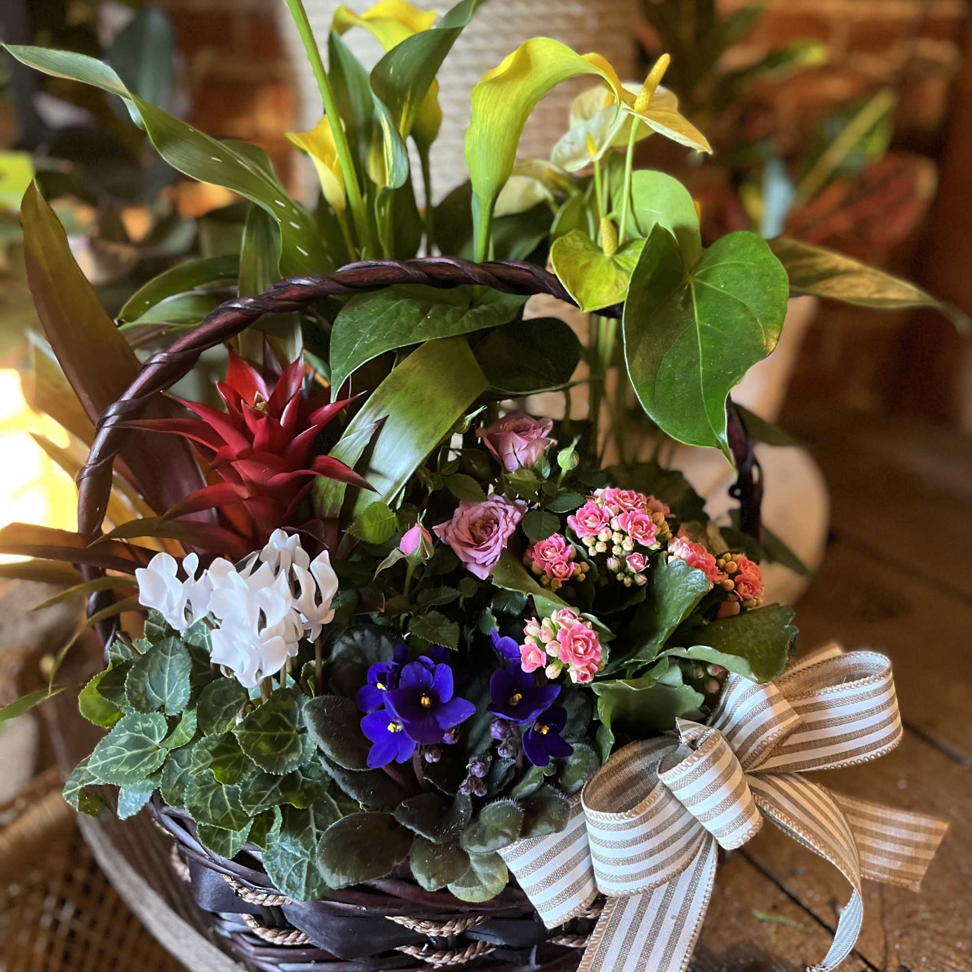The European Garden Basket offers a unique assortment of green and blooming