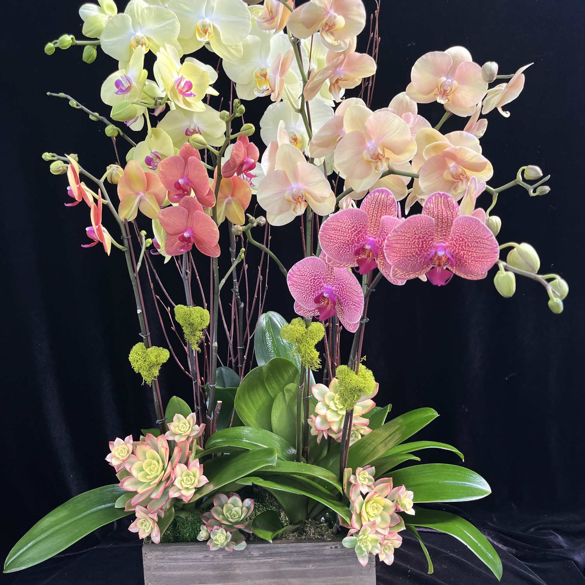 Customer phalaenopsis design with succulents in large wooden pot.