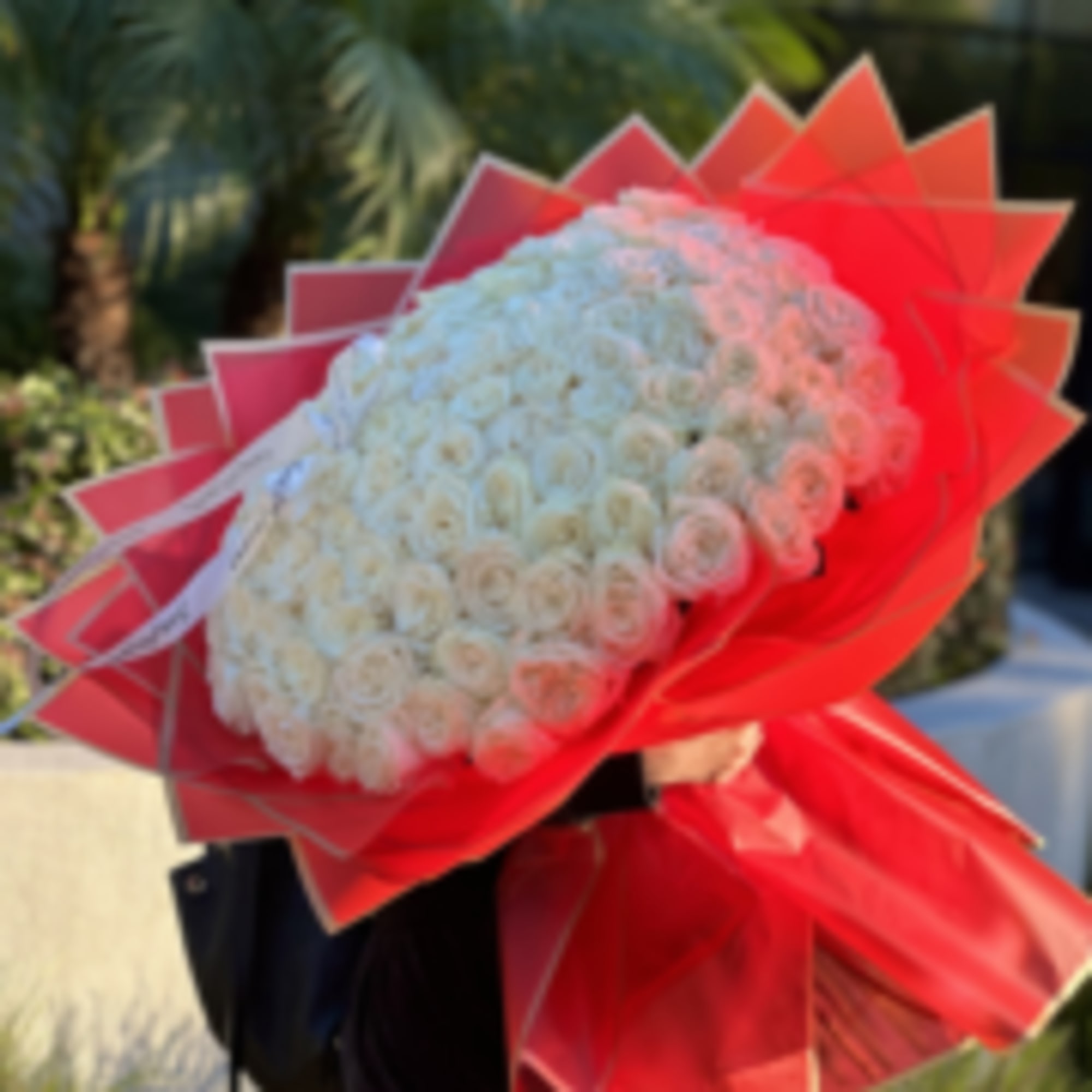 A bouquet of 100 pristine white roses, cradled in vibrant red wrapping