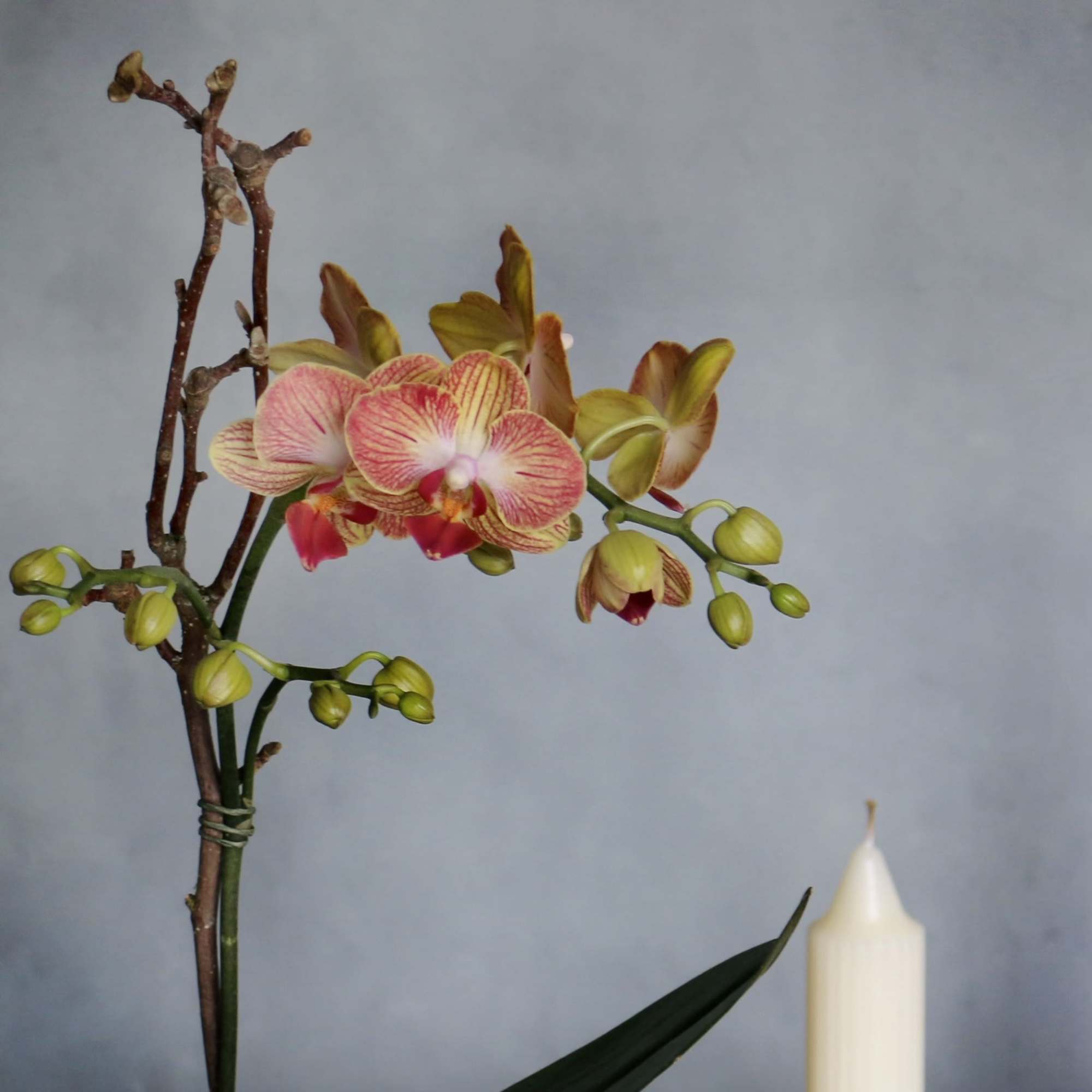 Our peach and bronze mini Orchids are a unique touch to a