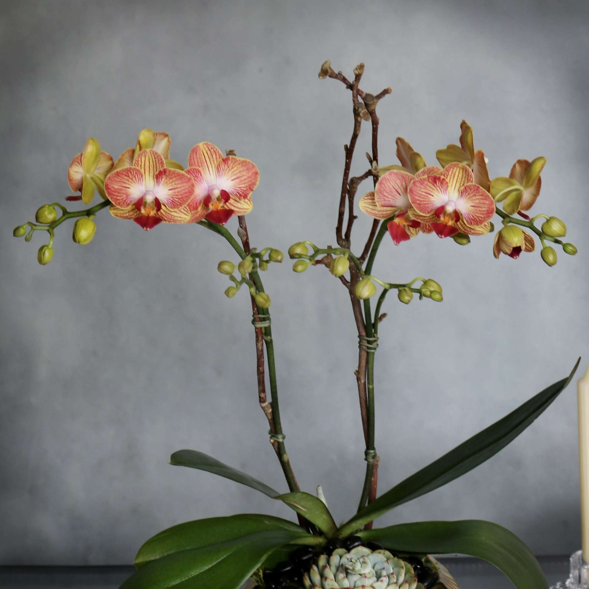 Our peach and bronze mini Orchids are a unique touch to a