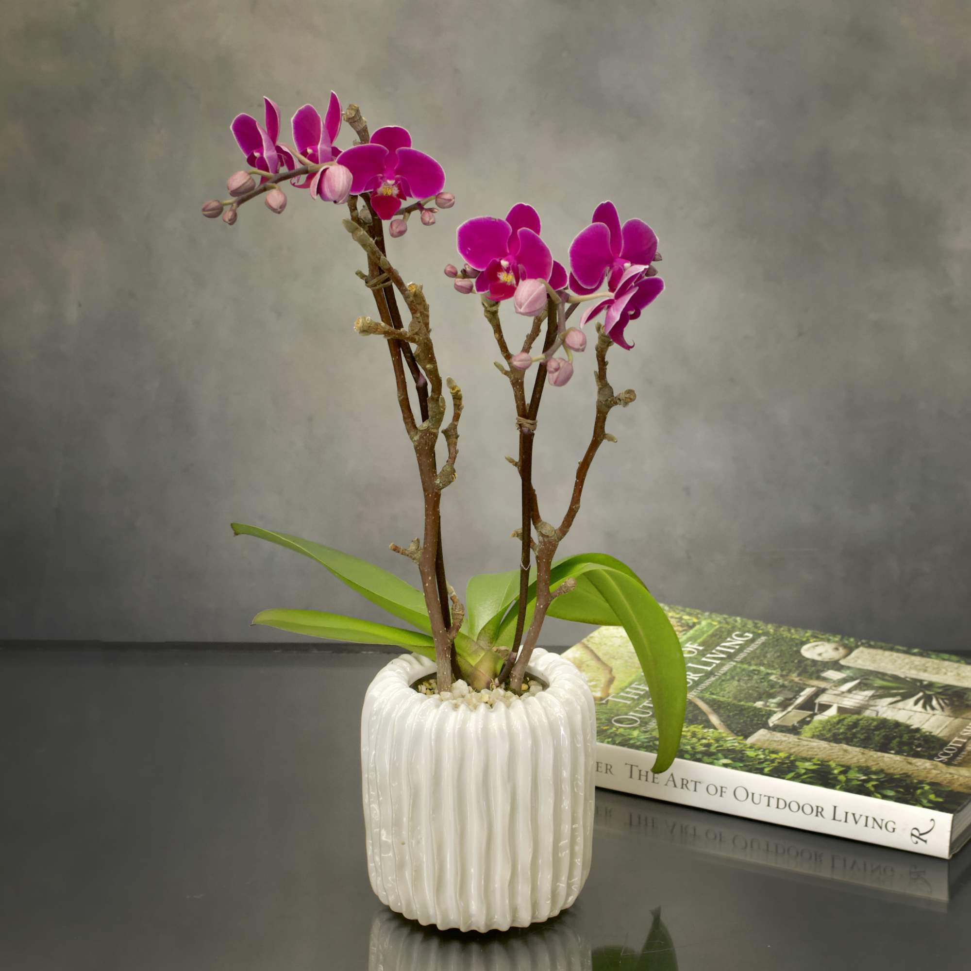 Double stem purple orchids in a white modern vase. Perfect gift for