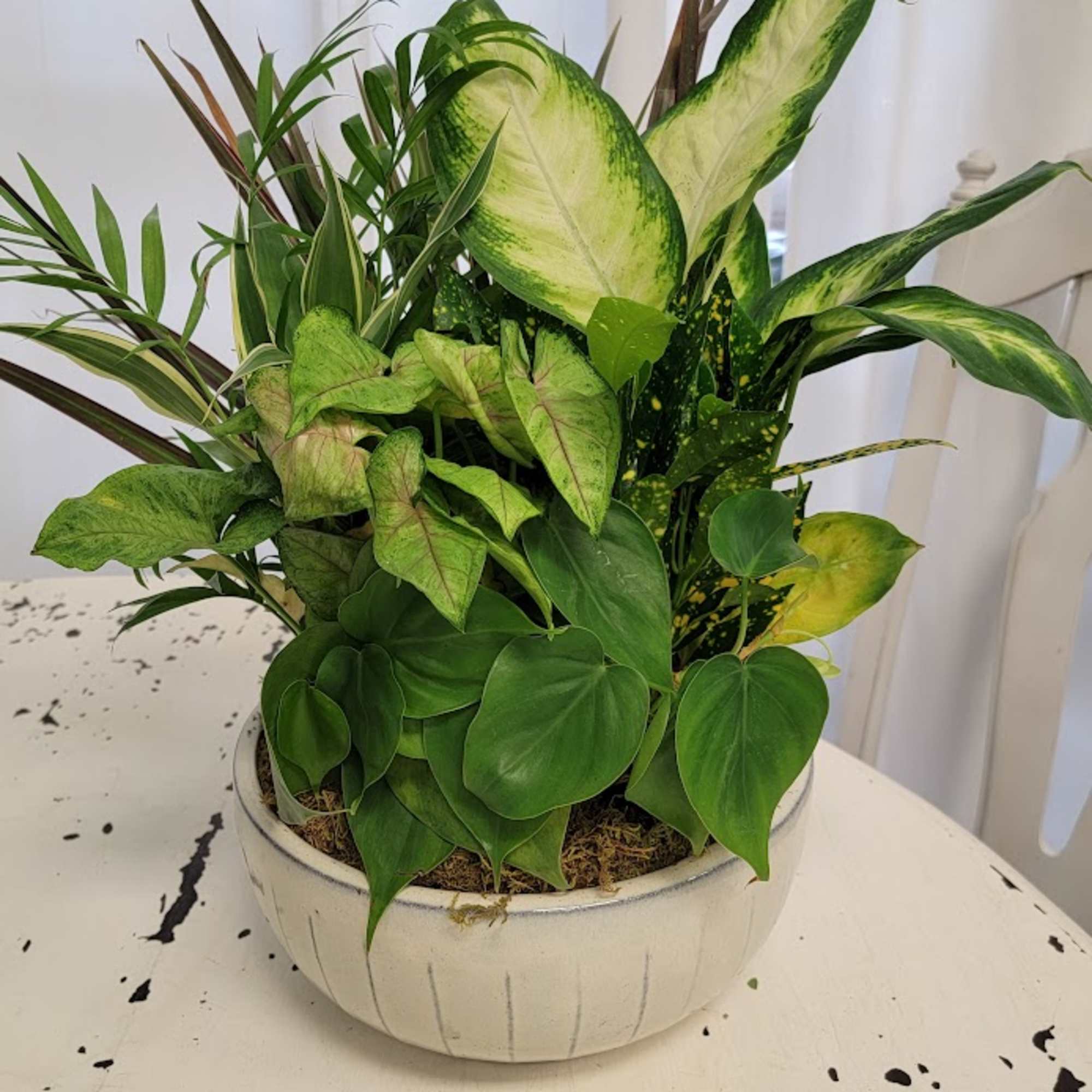 A beautiful ceramic planter(colors may vary), includes an assortment of easy to