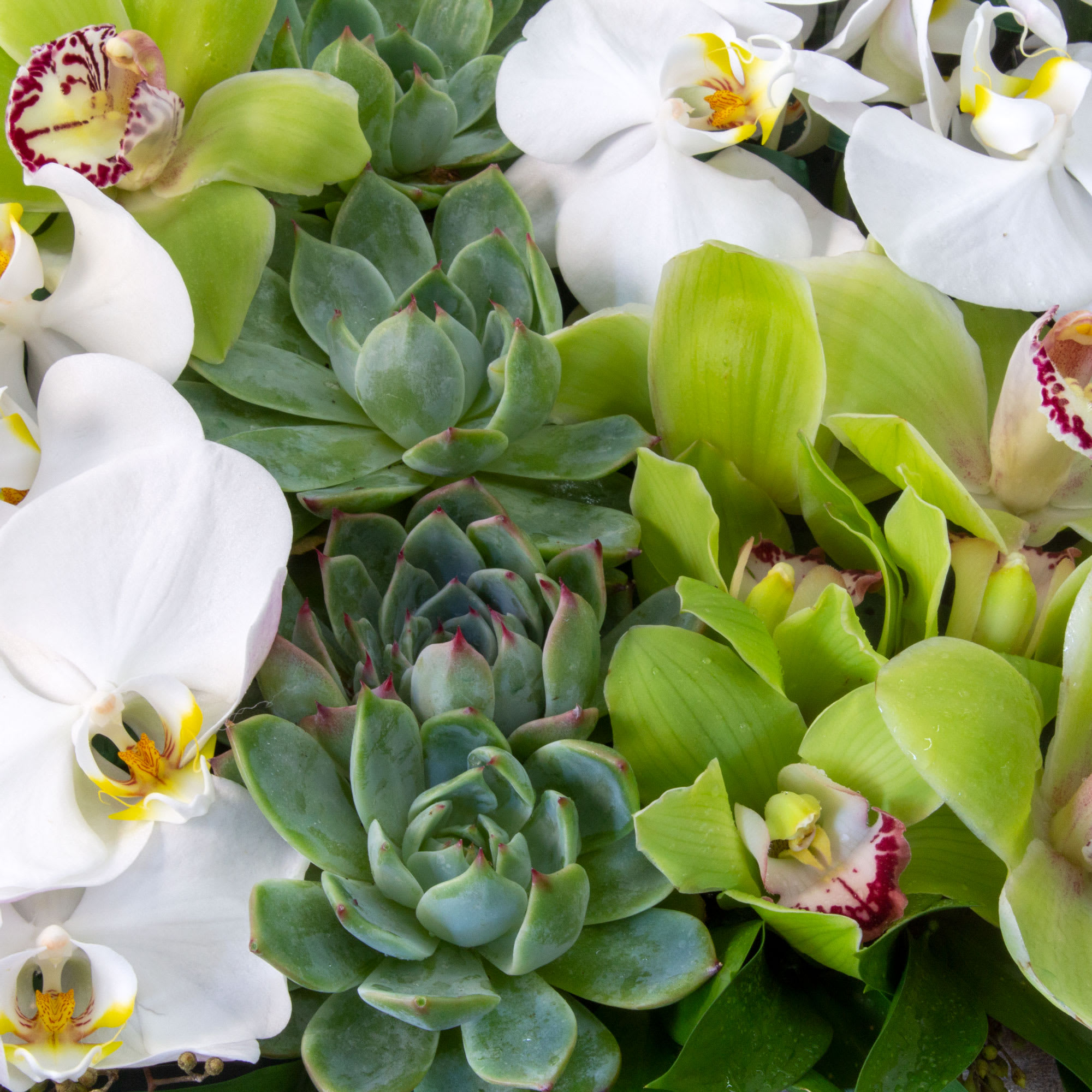 The Eternal Garden is the perfect, practical gift. Show your special someone