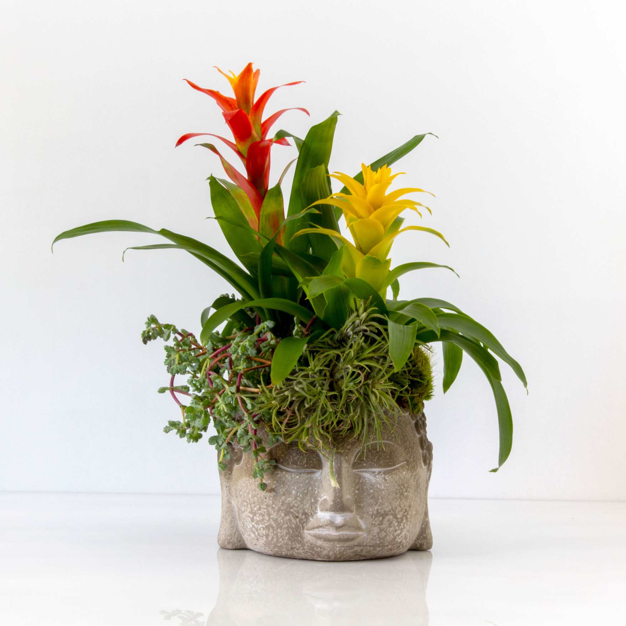 Bromelia plants and succulents potted in Buddha Head 