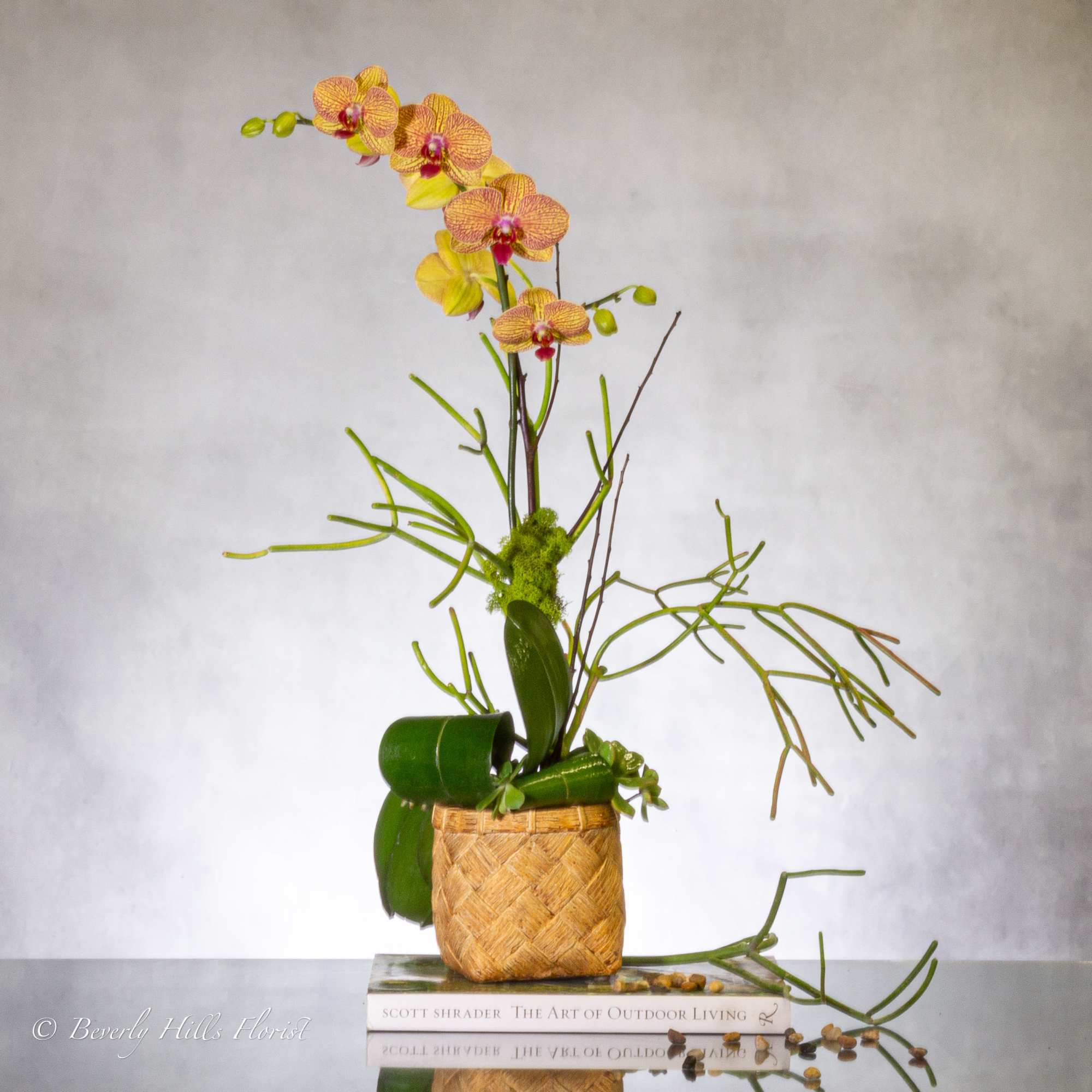 Our stunning yellow Orchids with hints of red, paired with mini succulents