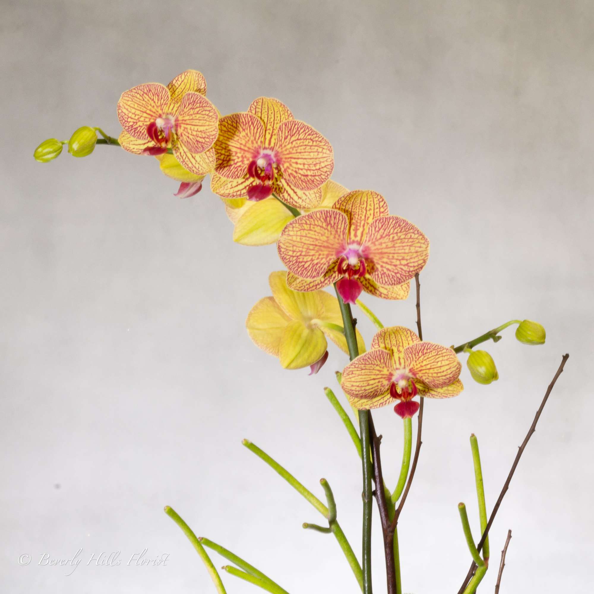 Our stunning yellow Orchids with hints of red, paired with mini succulents