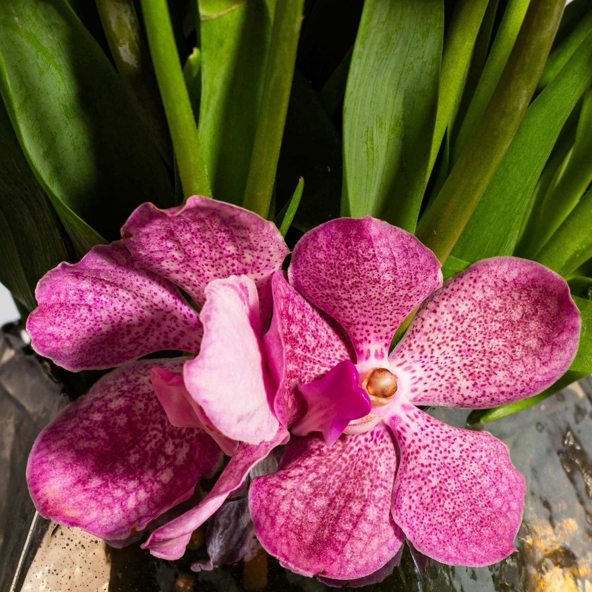 Envision a stunning floral arrangement comprised of fifty light pink and various