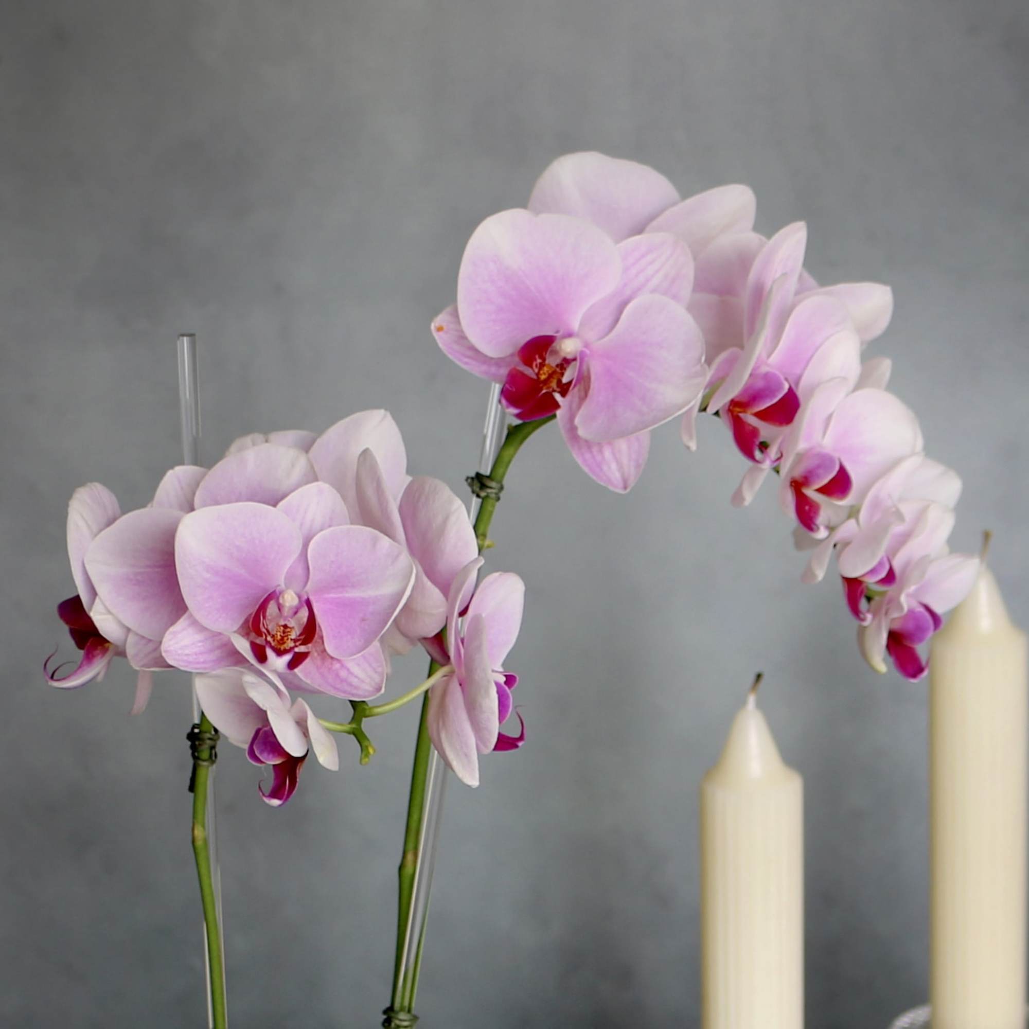 A simple pink mini Orchid arranged within a silver mini vase. Accented