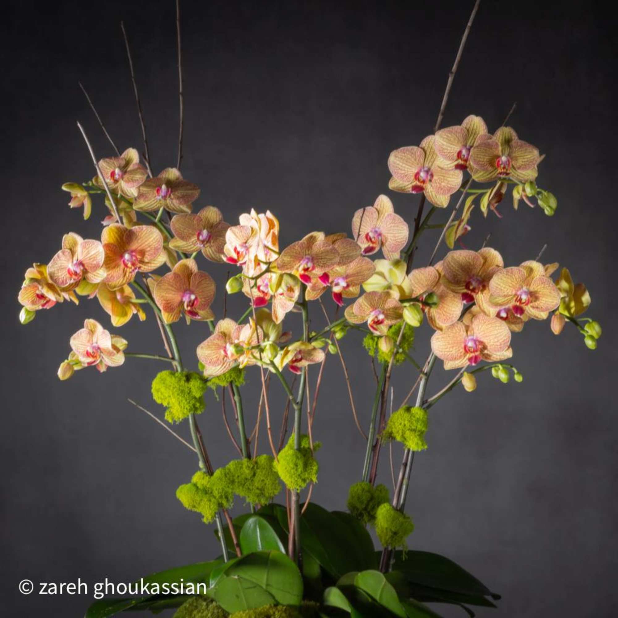 5 stems of exotic peach orchids in a pewter pedastel bowl
