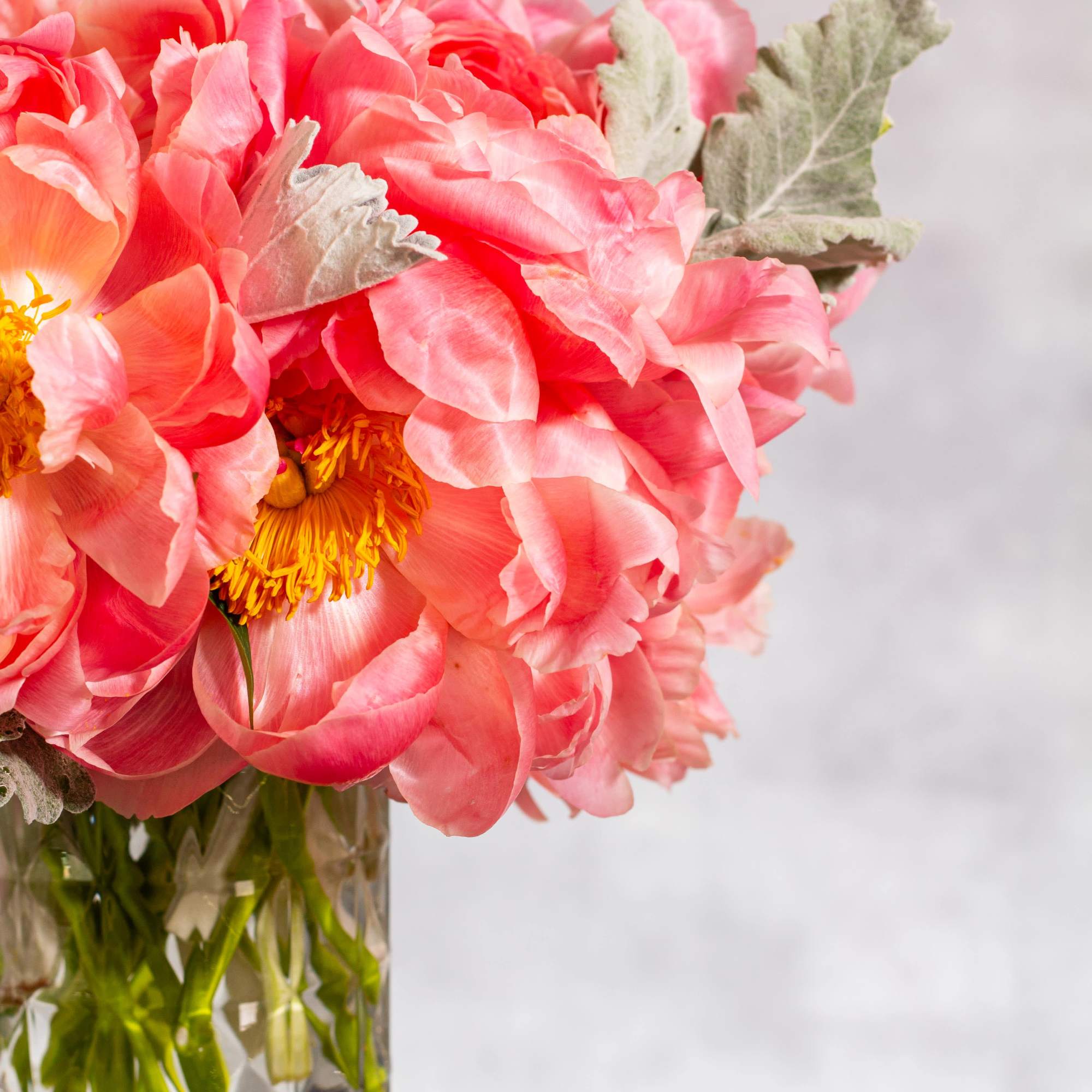 Indulge in the enchanting beauty of our coral color peonies arrangement, delicately