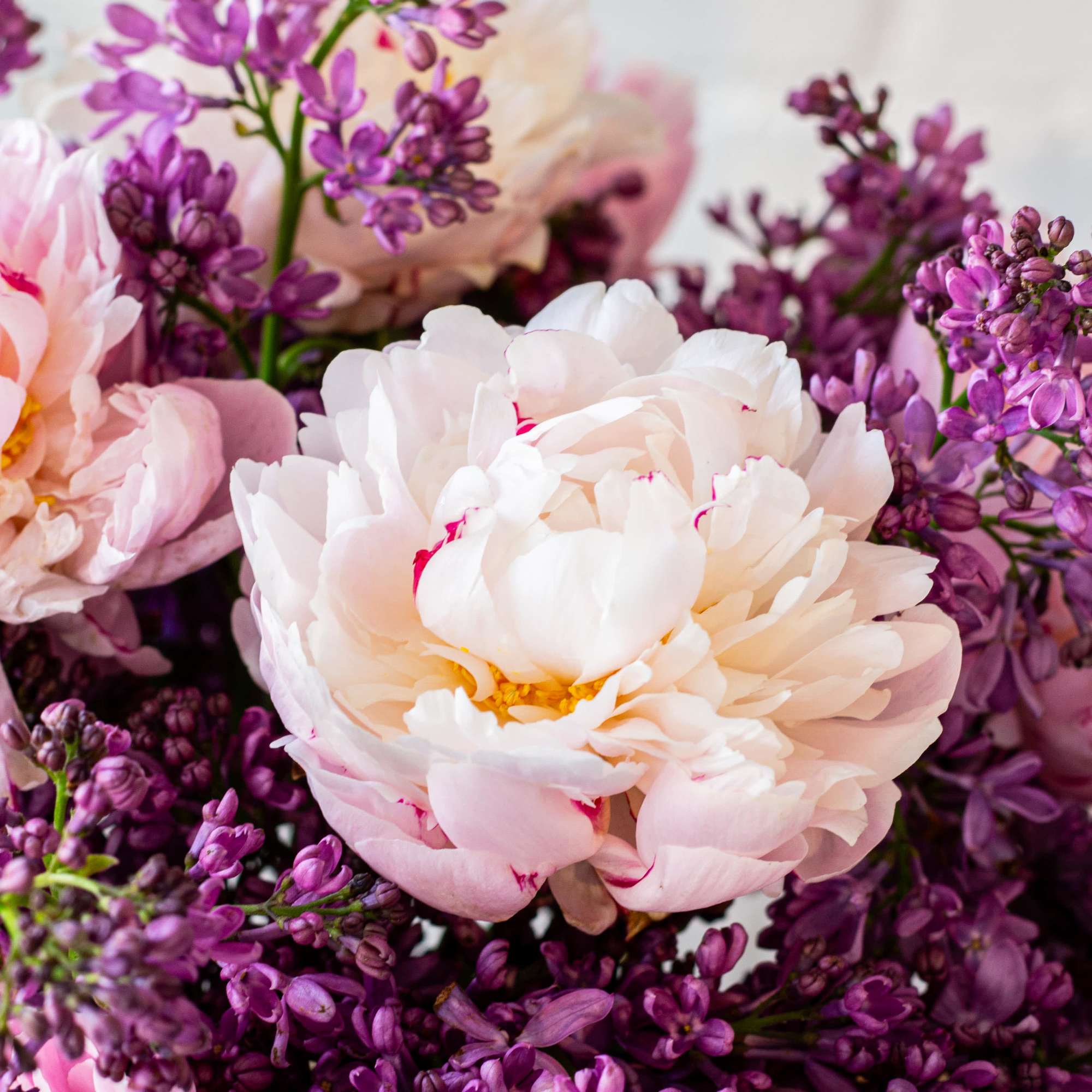 The beautiful arrangement features blush color peonies and purple lilacs gathered together