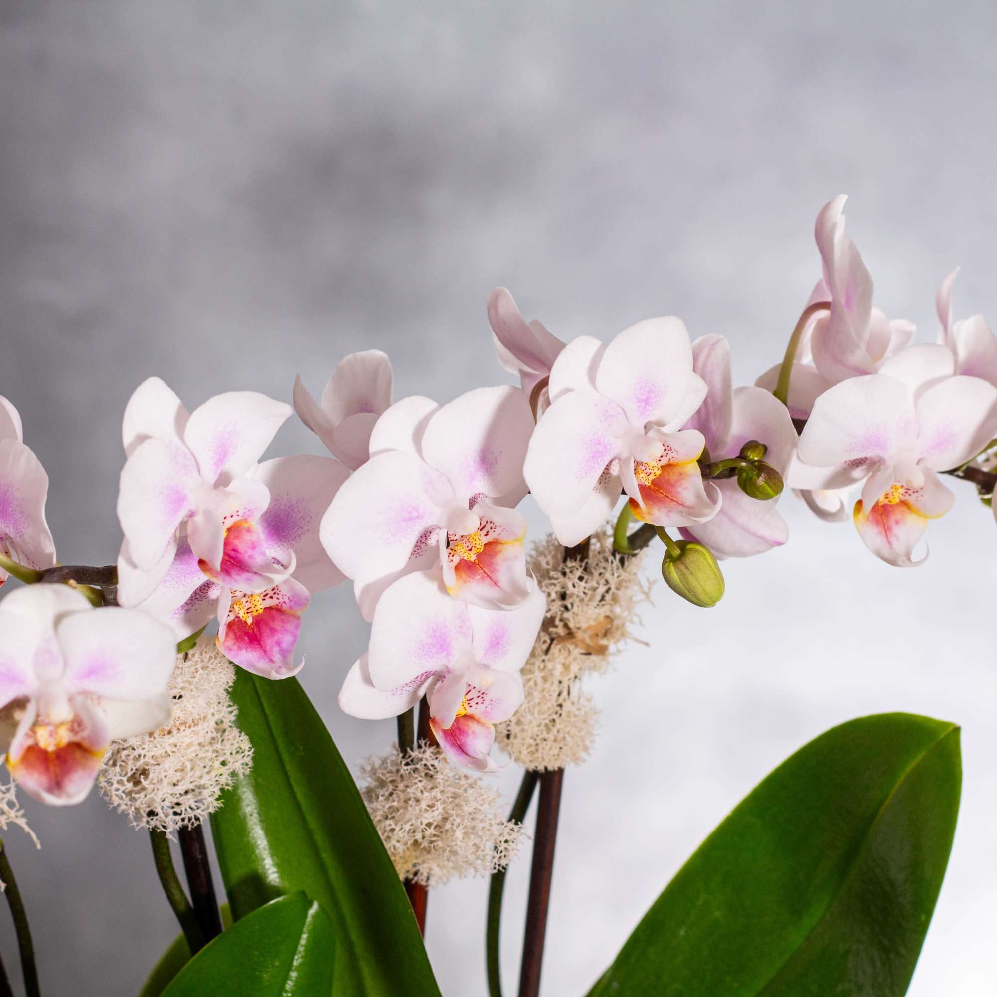Delight in the exquisite beauty of our Orchid Splendor arrangement, featuring Phalaenopsis