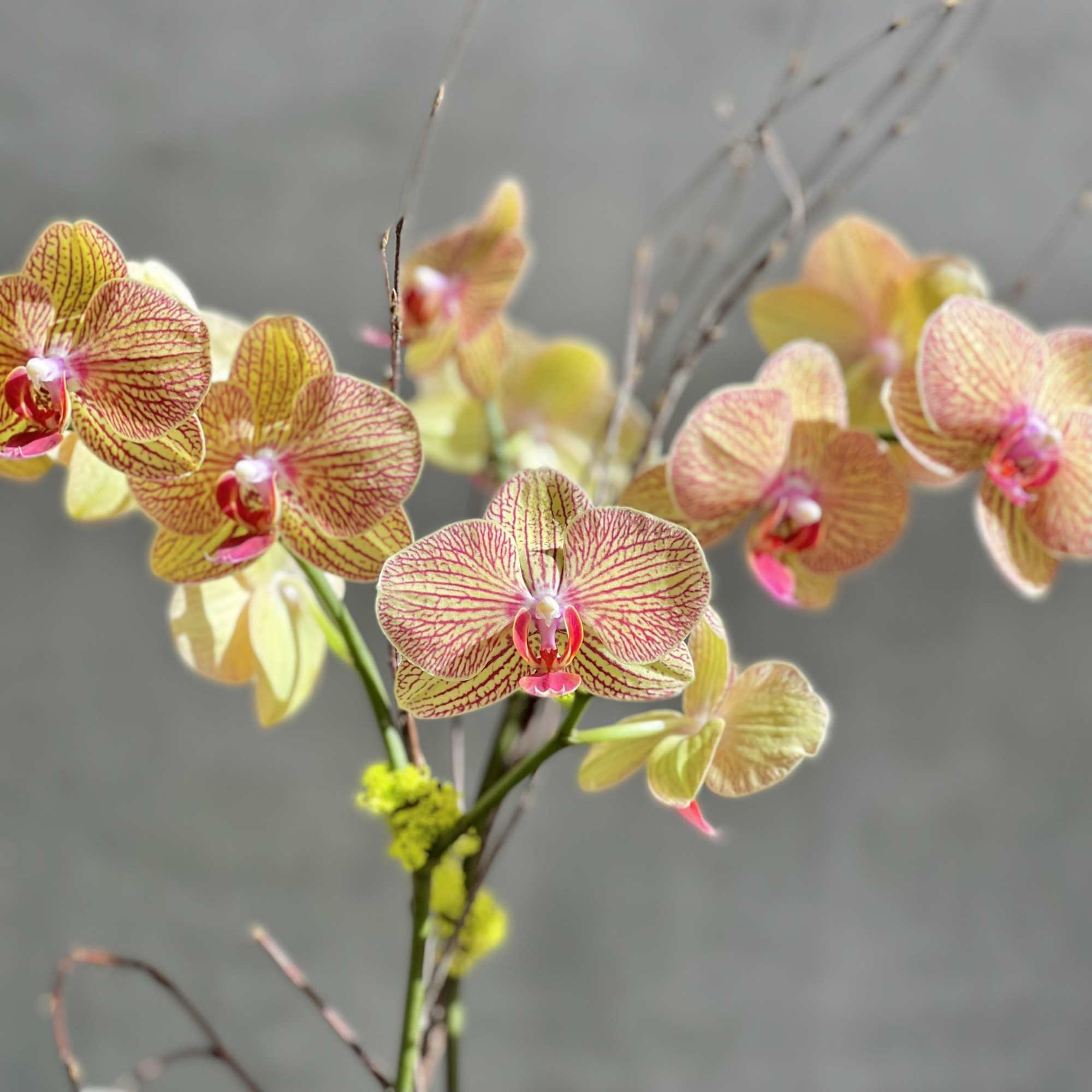 Our &quot;Peach Me Please&quot; Orchids are a wonderful touch of color for