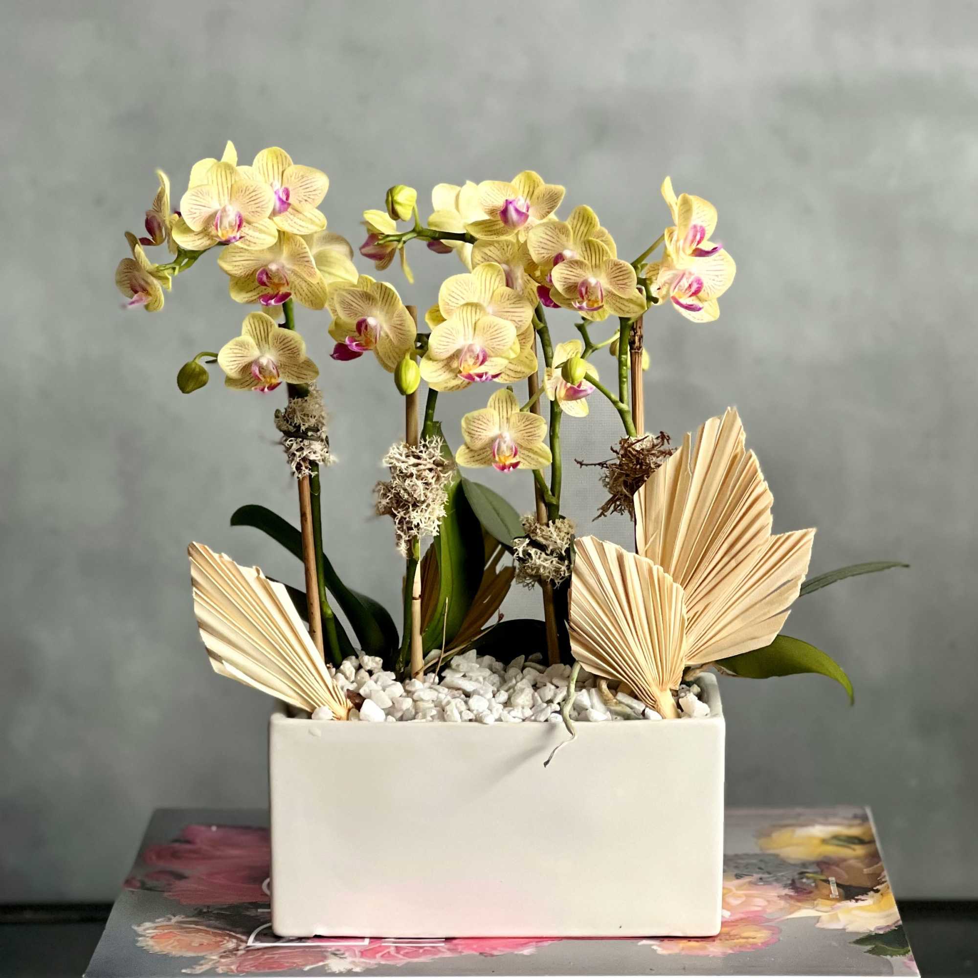 Our new addition to our potted orchids are ready to bring in