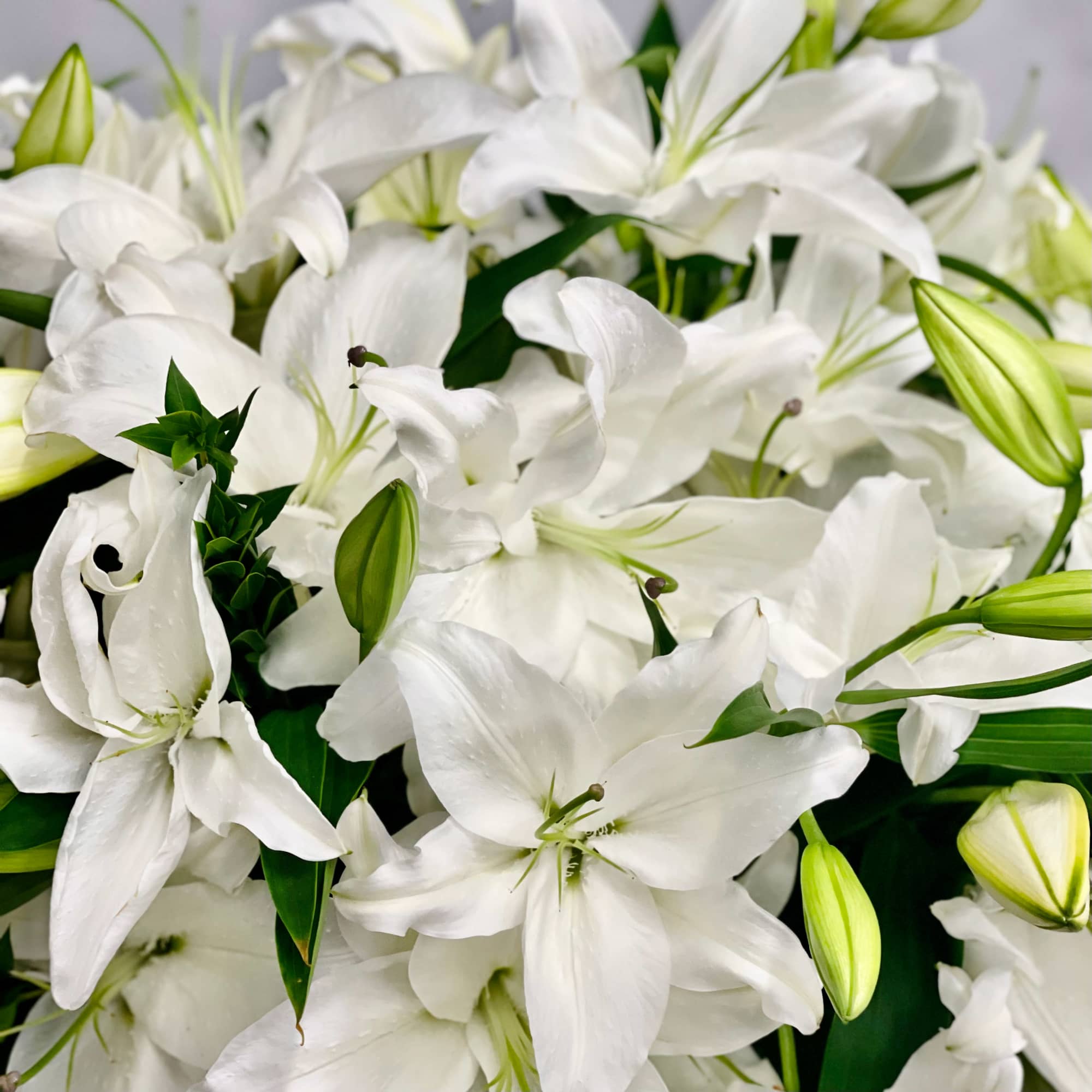 An arrangement that is made with 50 stems of Casablanca Lillies. A