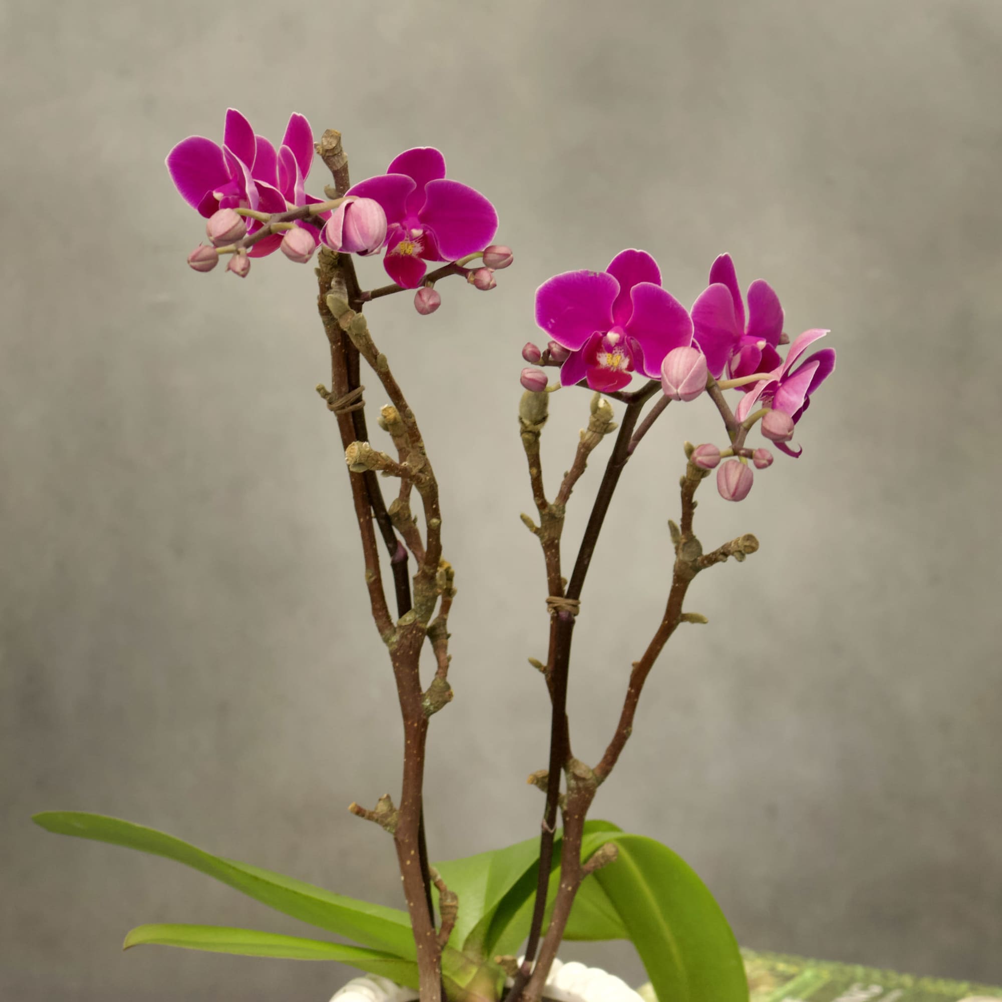 Double stem purple orchids in a white modern vase. Perfect gift for