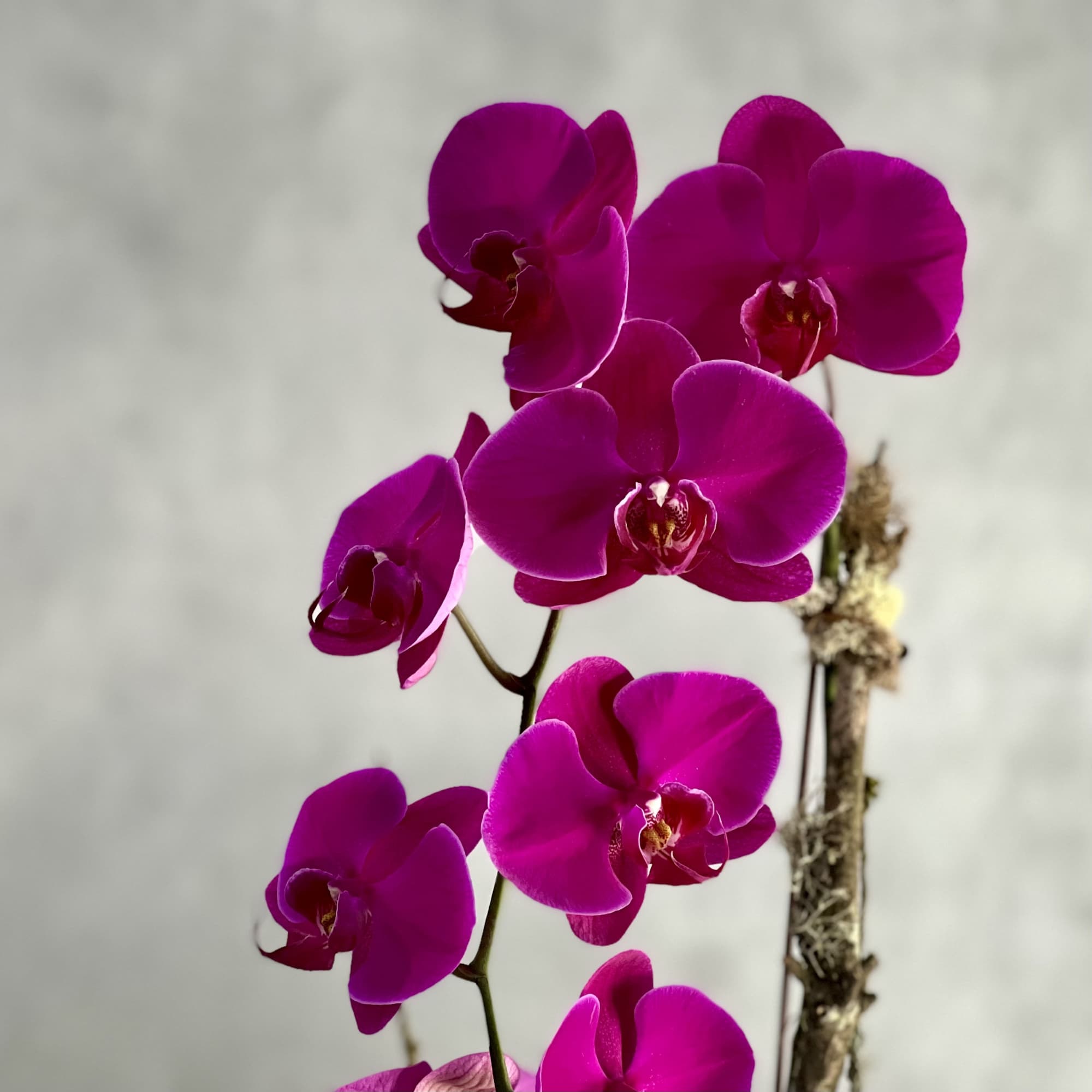 Tall and beautiful purple orchid presented in a matte black with gold