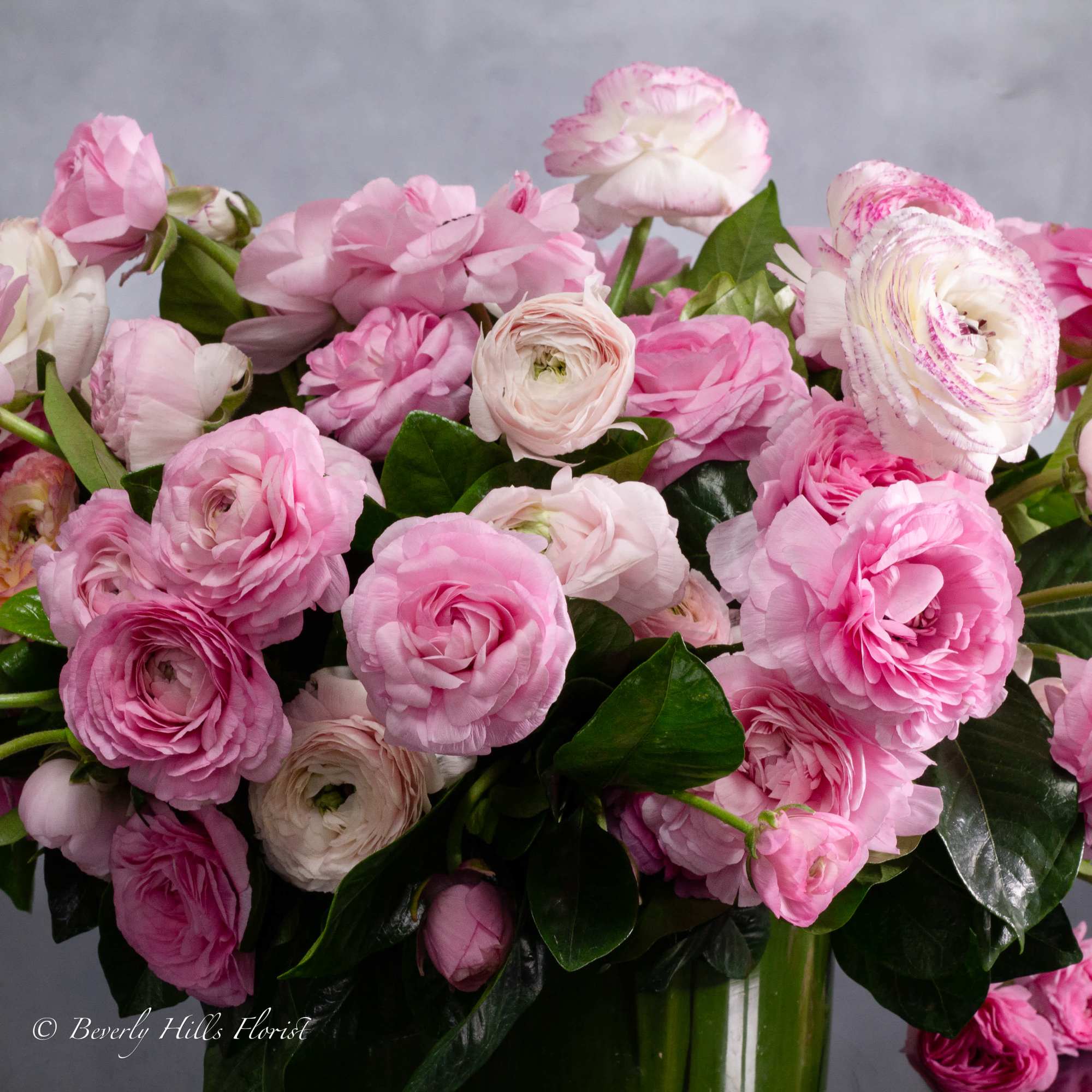 Pink ranunculus symbolize charm, attractiveness, and admiration. When arranged in a cylindrical