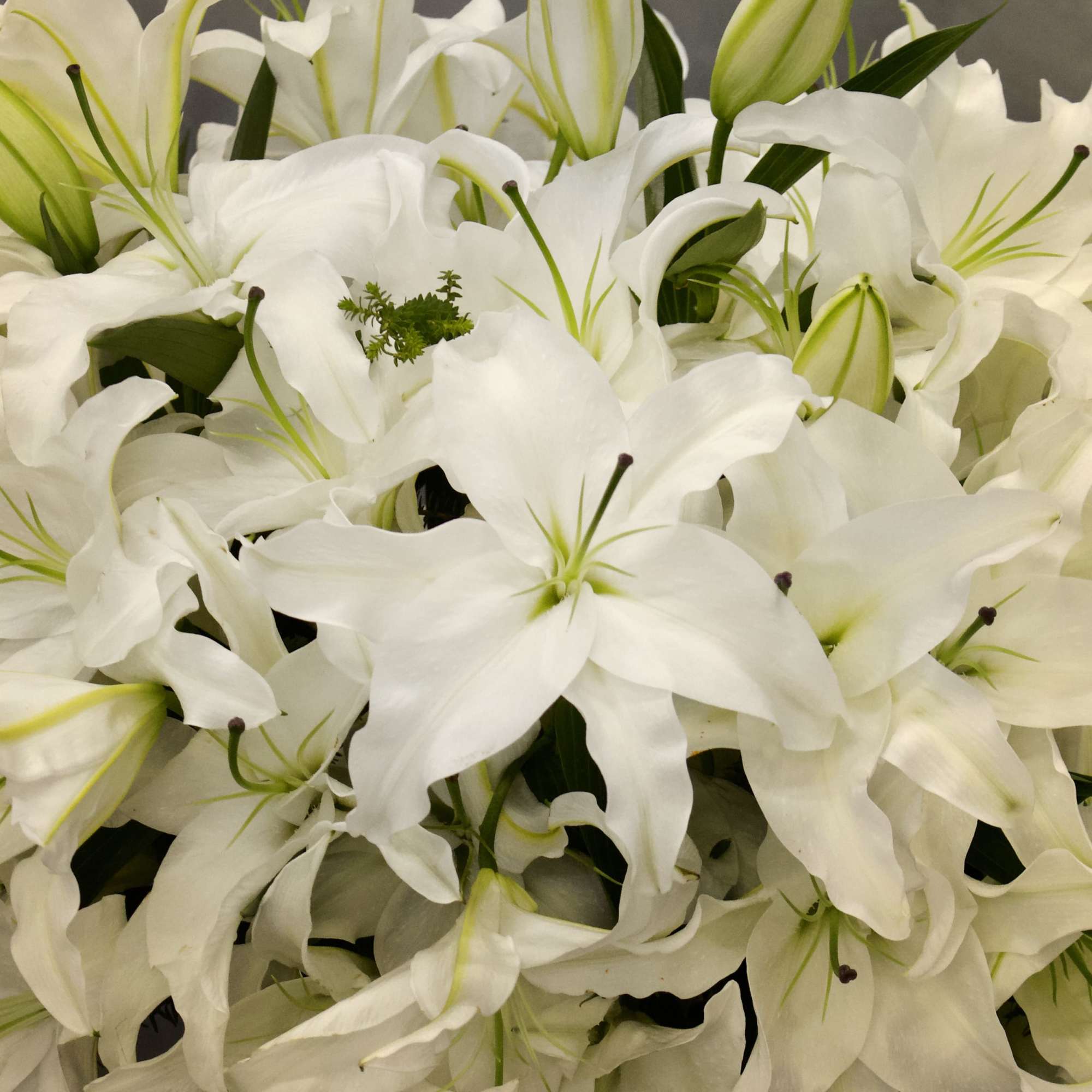 The design features white Casablanca lillies in a vase AS SHOWN PREMIUM