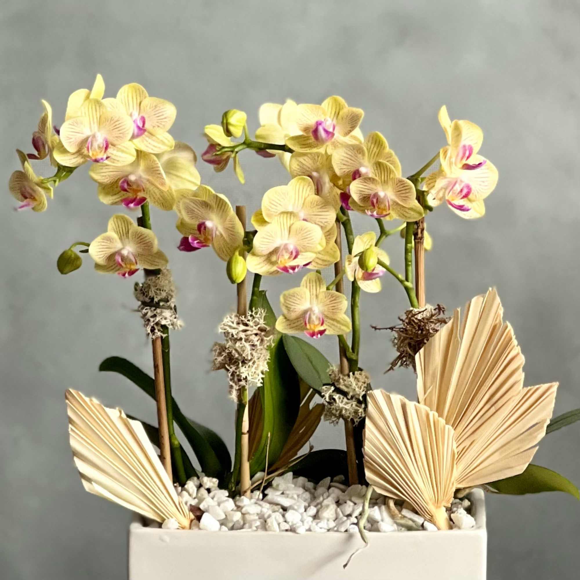 Our new addition to our potted orchids are ready to bring in