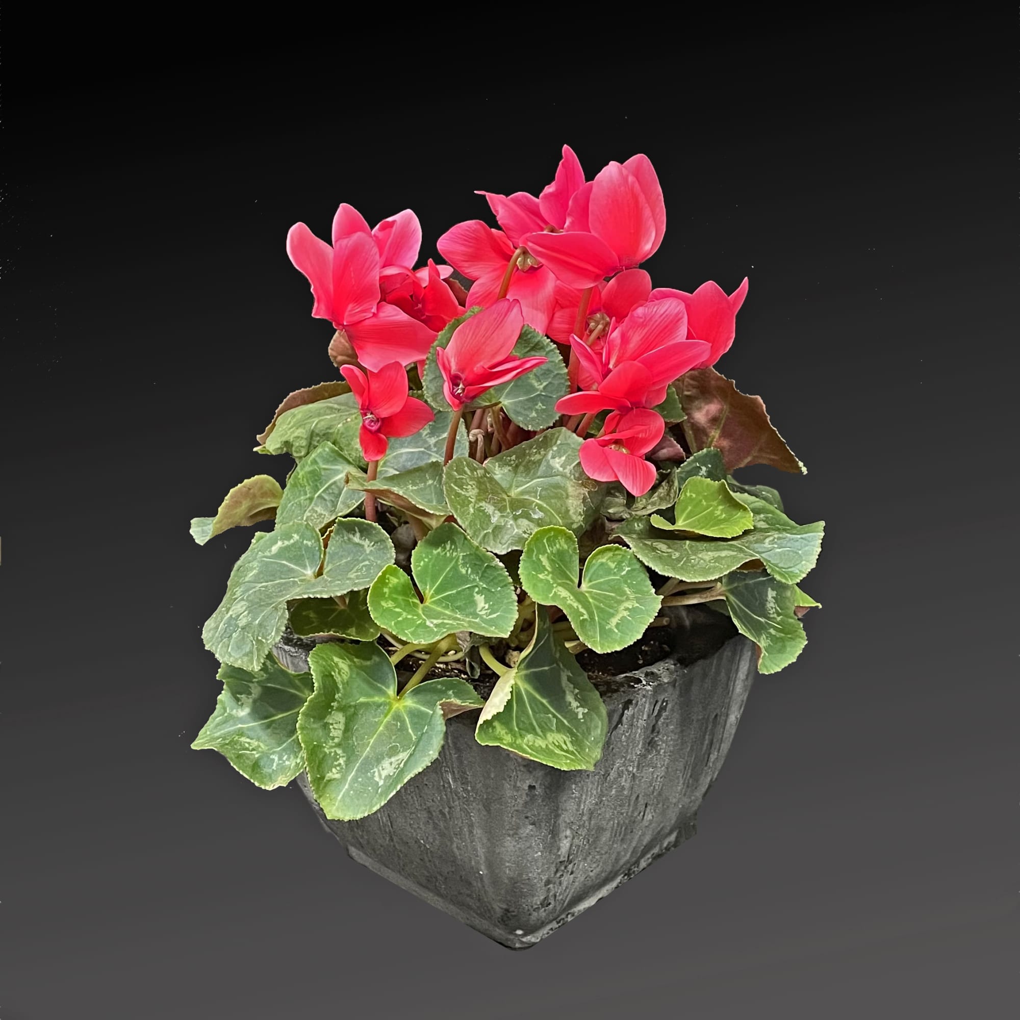 Cyclamen is a genus of 23 species of perennial flowering plants in