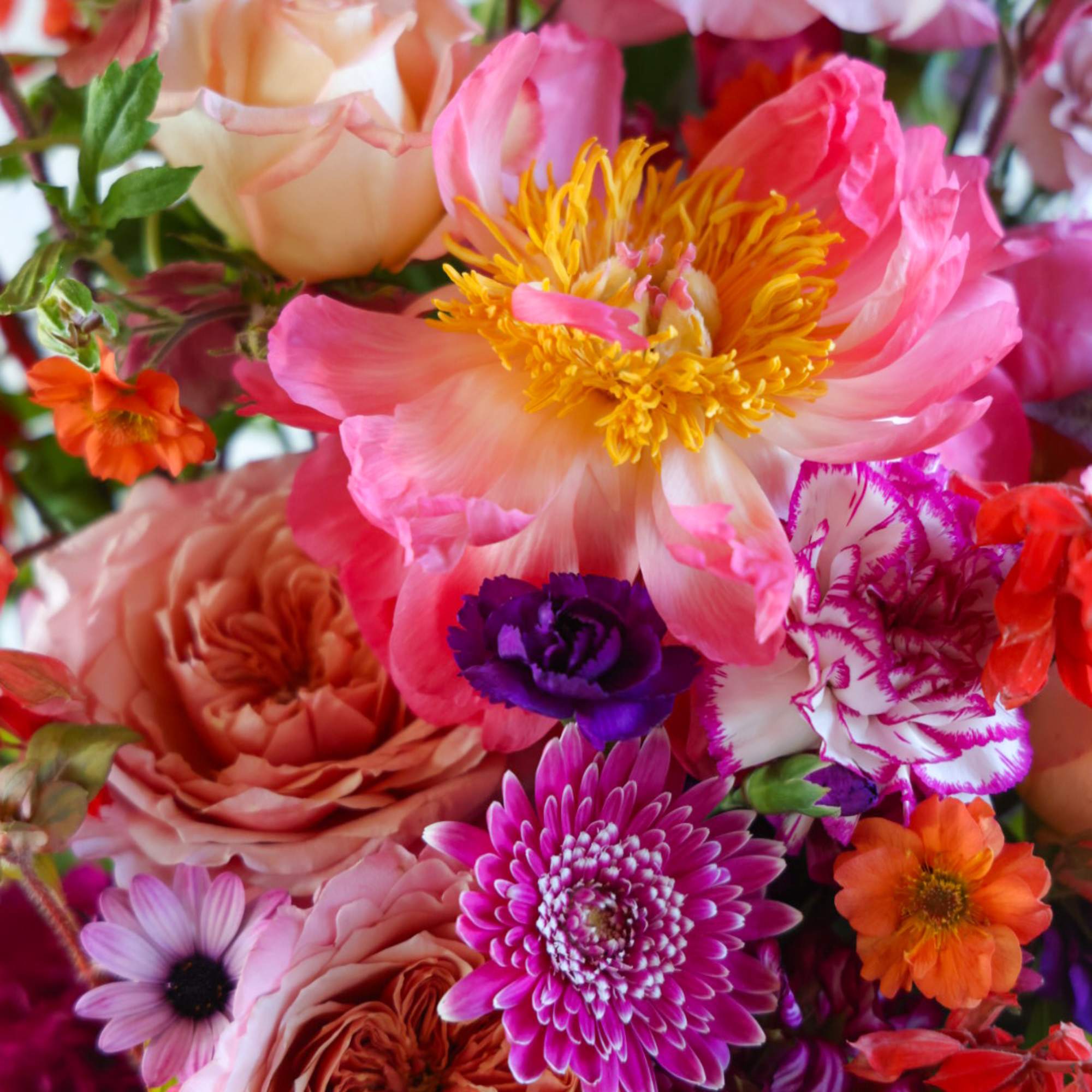 The Sizzler is Stacy&#039;s pick of the freshest most beautiful summer flowers