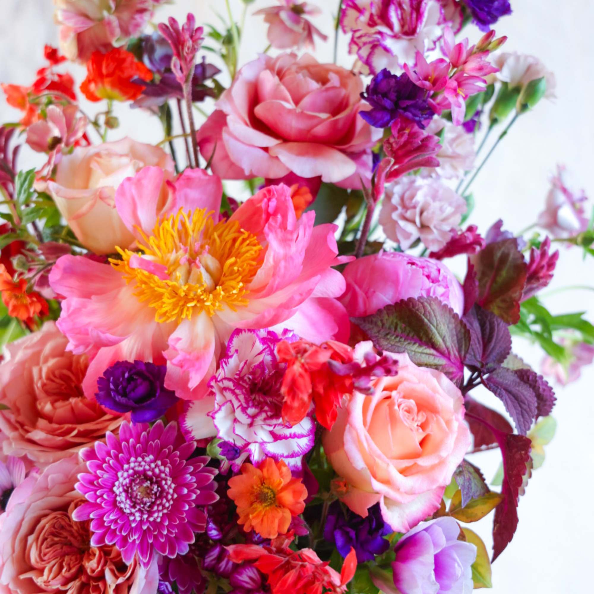 The Sizzler is Stacy&#039;s pick of the freshest most beautiful summer flowers