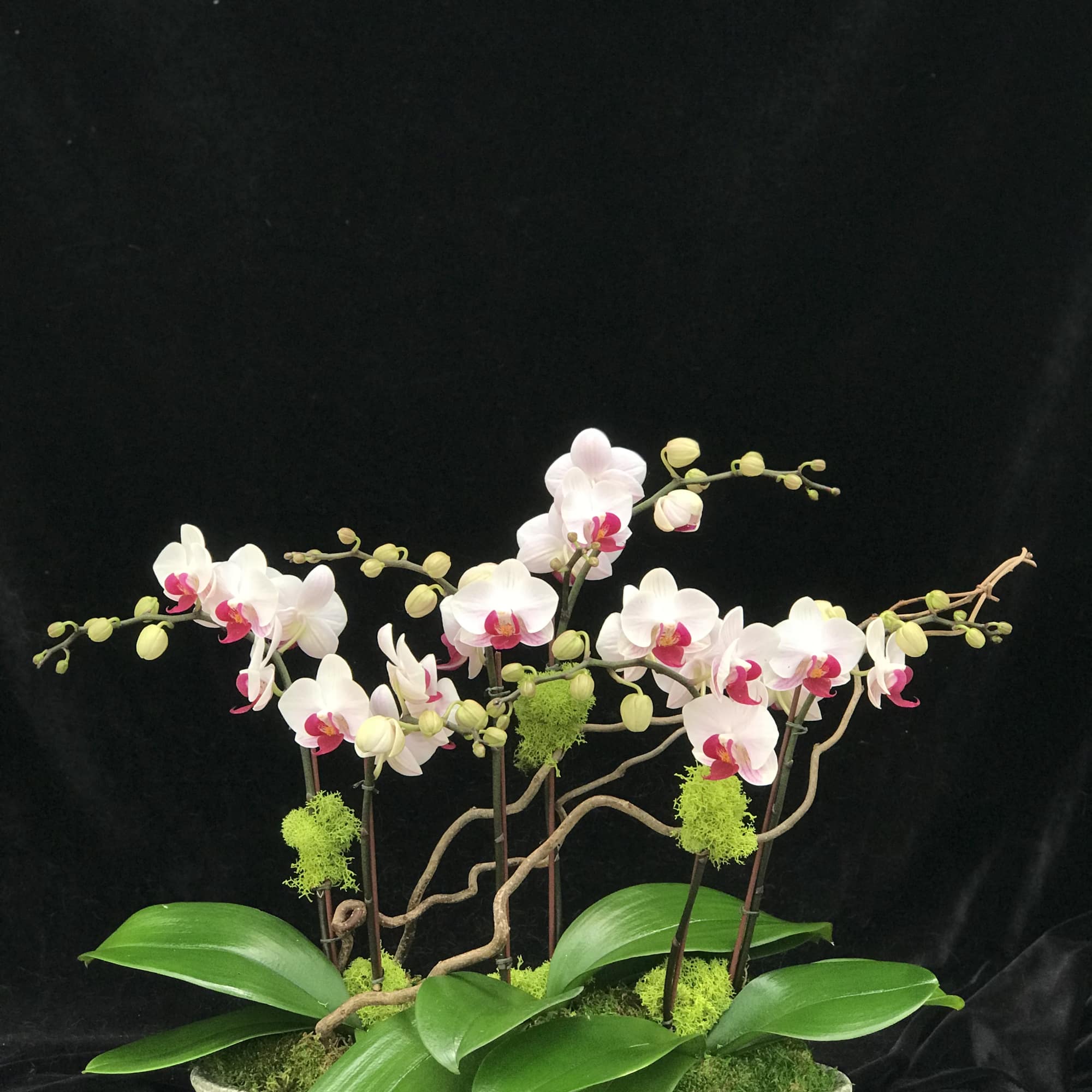 Mini orchids arrangement.