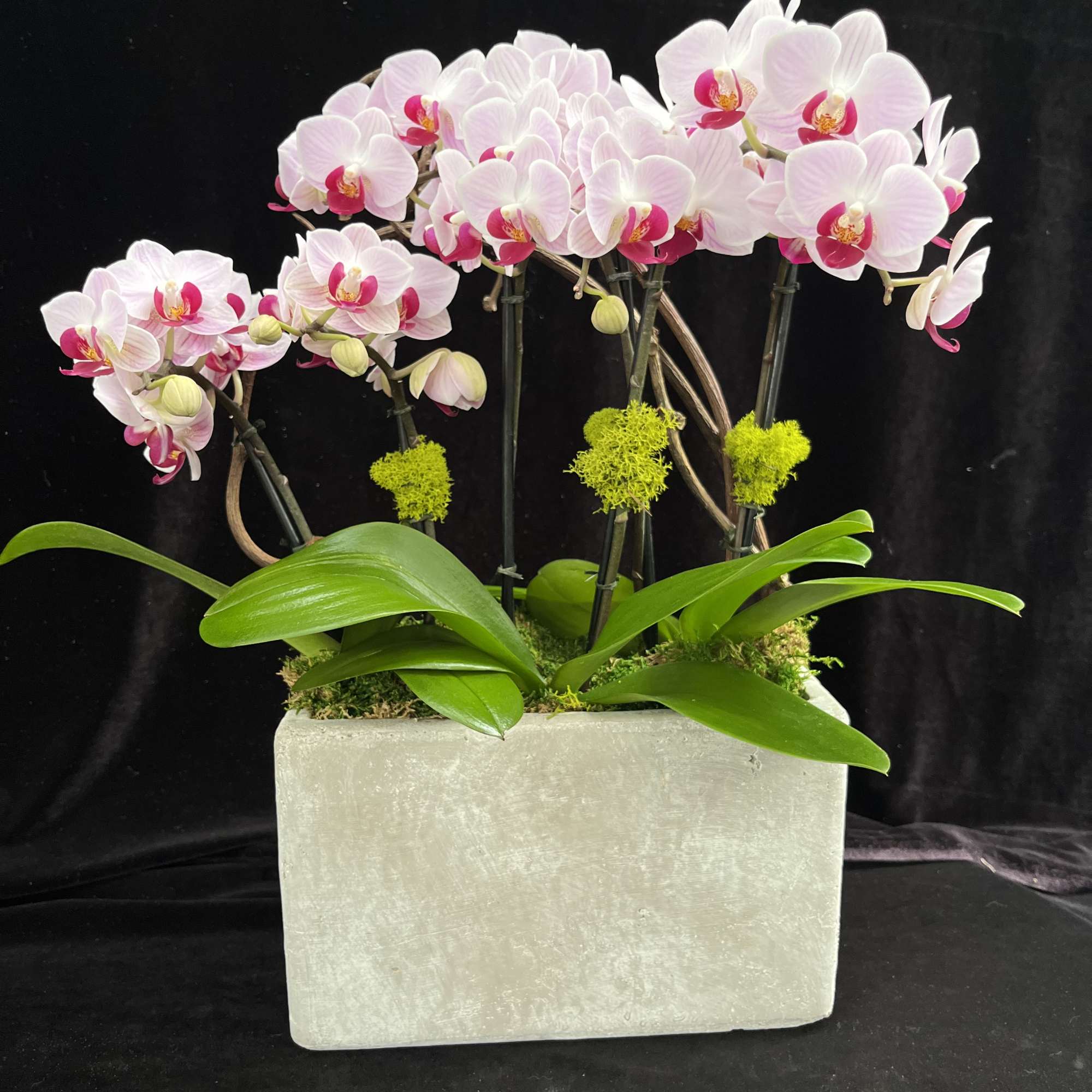 Mini orchids arrangement.