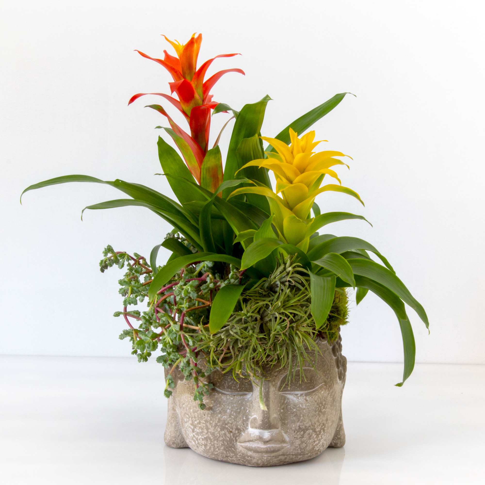Bromelia plants and succulents potted in Buddha Head 