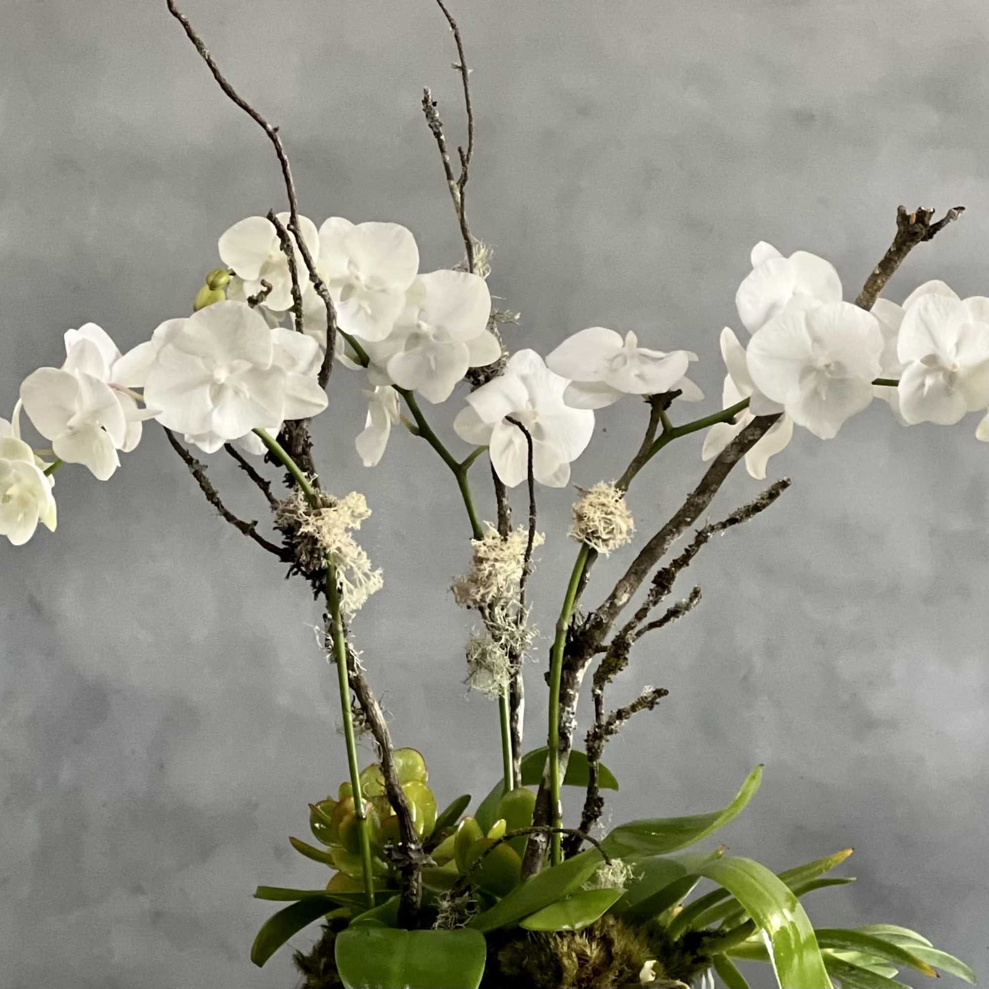 These elegant mini white Orchids dancing above a white ceramic pot are