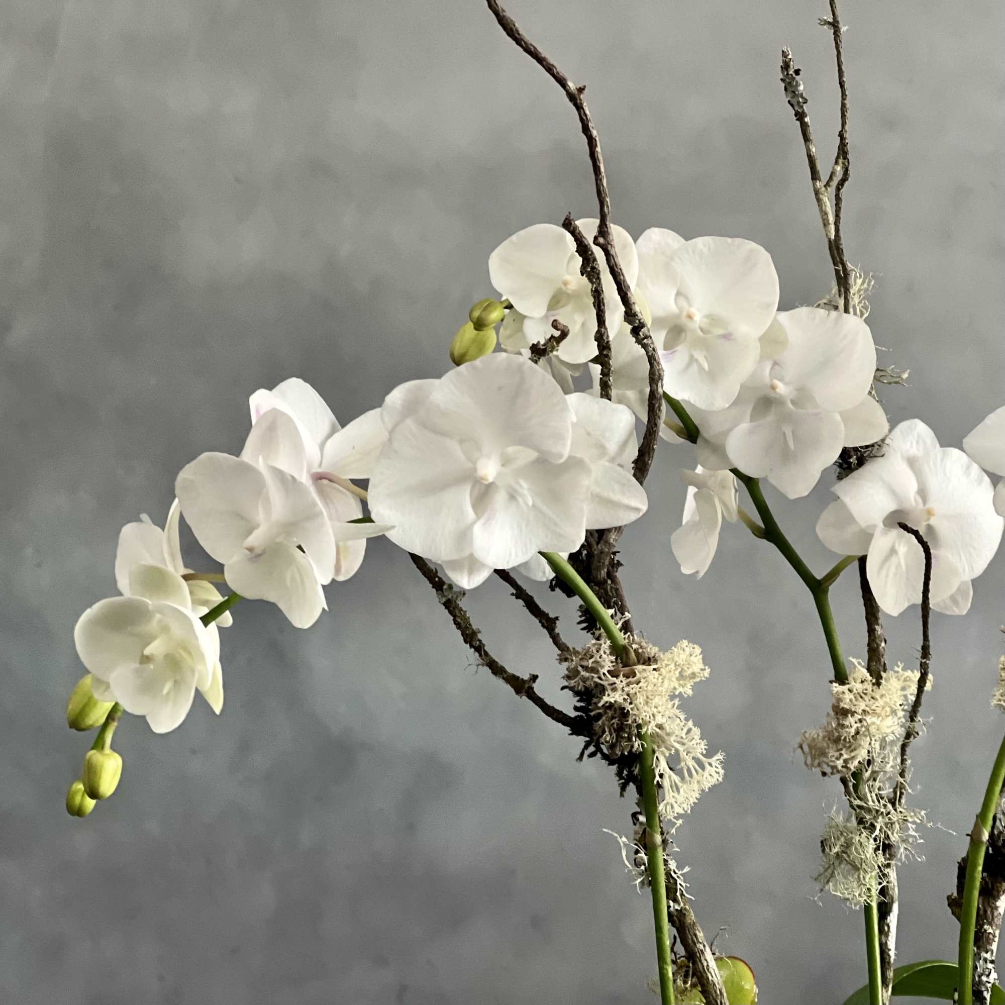 These elegant mini white Orchids dancing above a white ceramic pot are