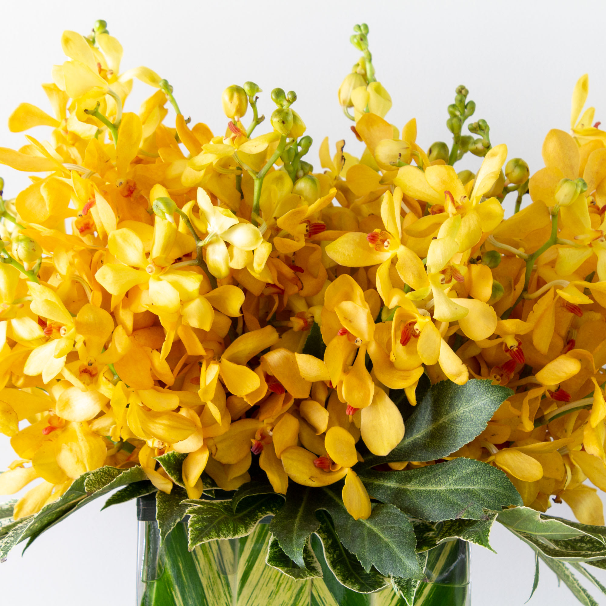 A sweet treat any day of the week! Warm, rich yellow Mokara