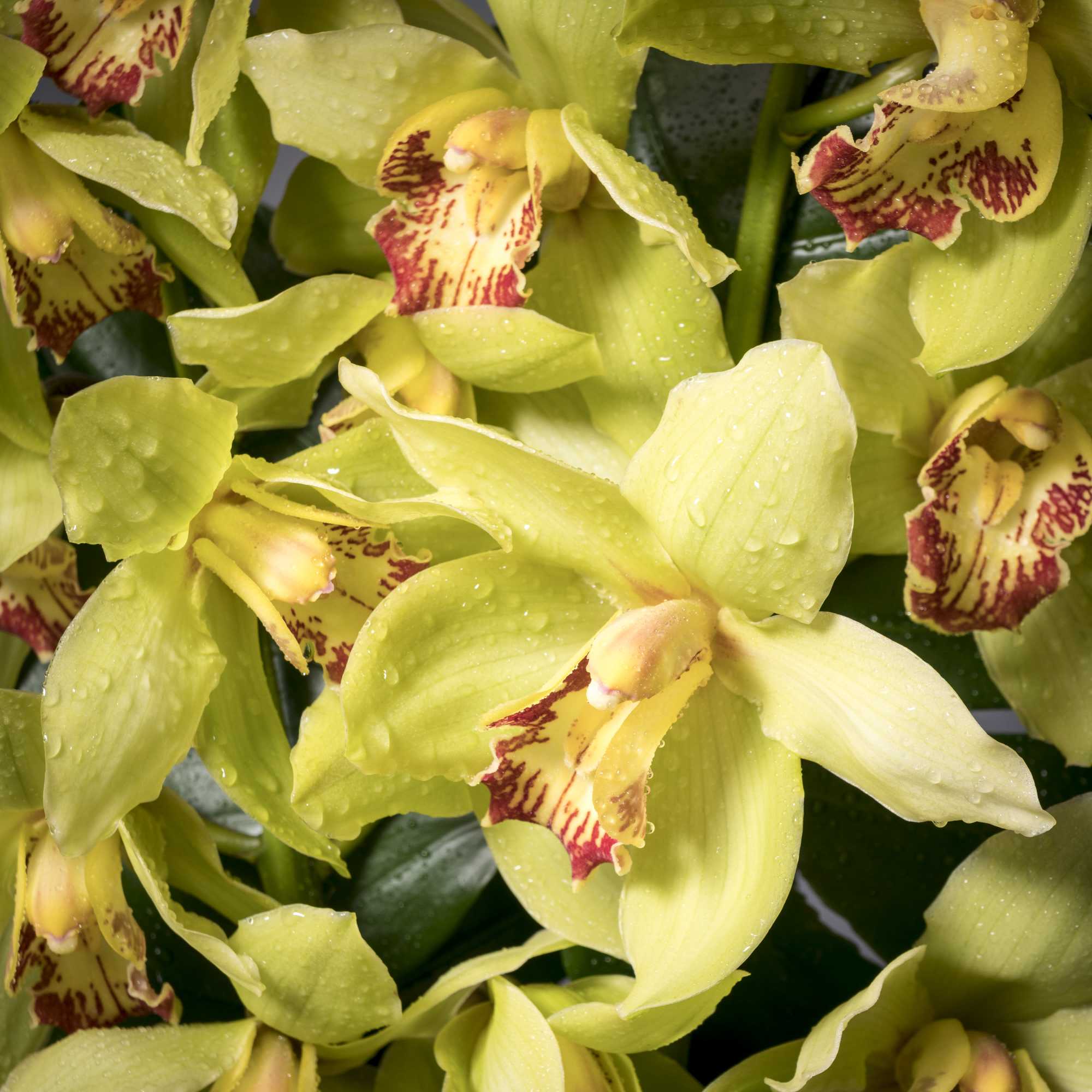 This pleasant arrangement has the dimensions of: a head of 18&quot; and